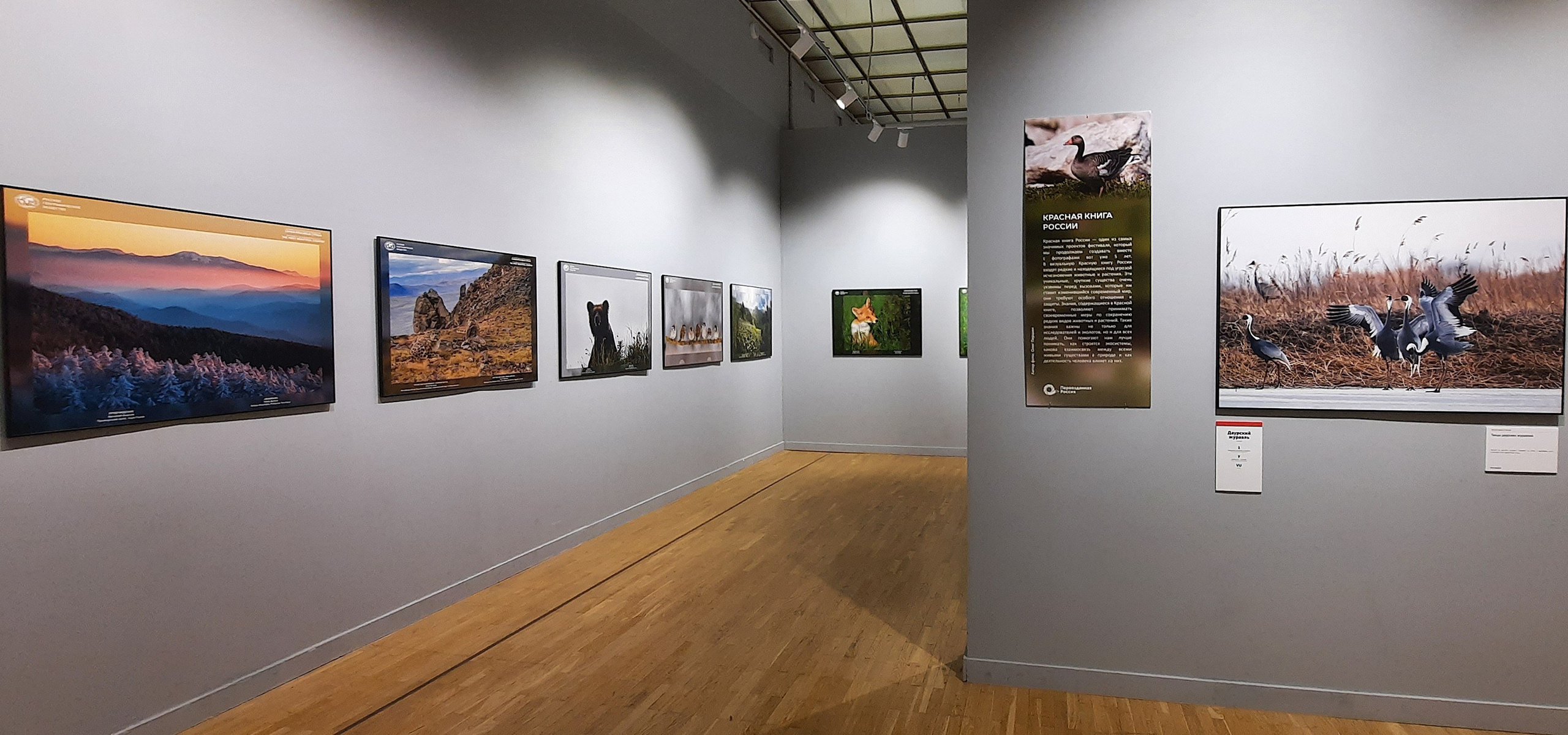 Лисёнок и укроп на фестивале «Первозданная Россия» в Новой Третьяковке. Фотографии Лены Соколовой