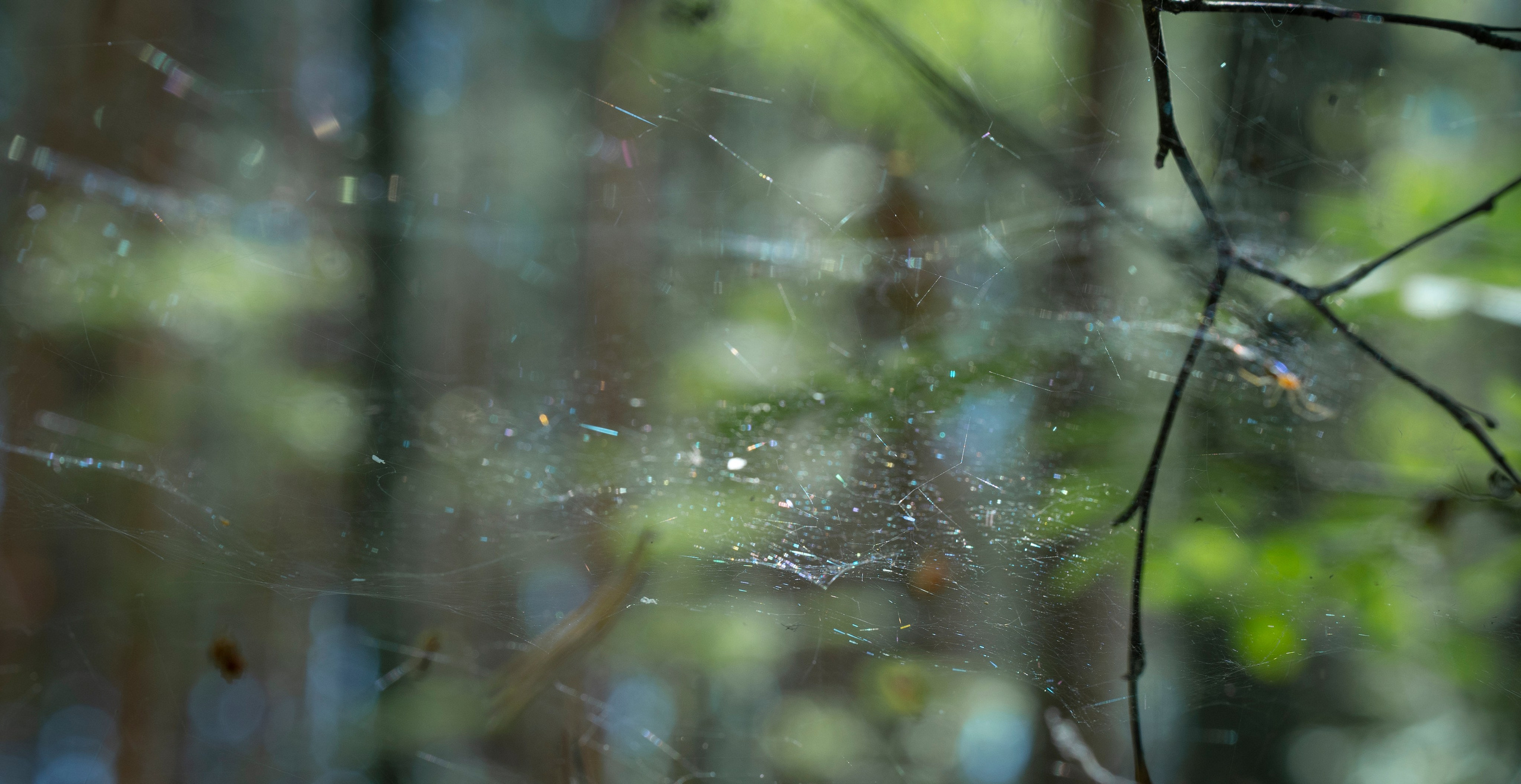 ФАКТУРКИ и ДЕТАЛЬКИ. Фотограф Татьяна Андриянова