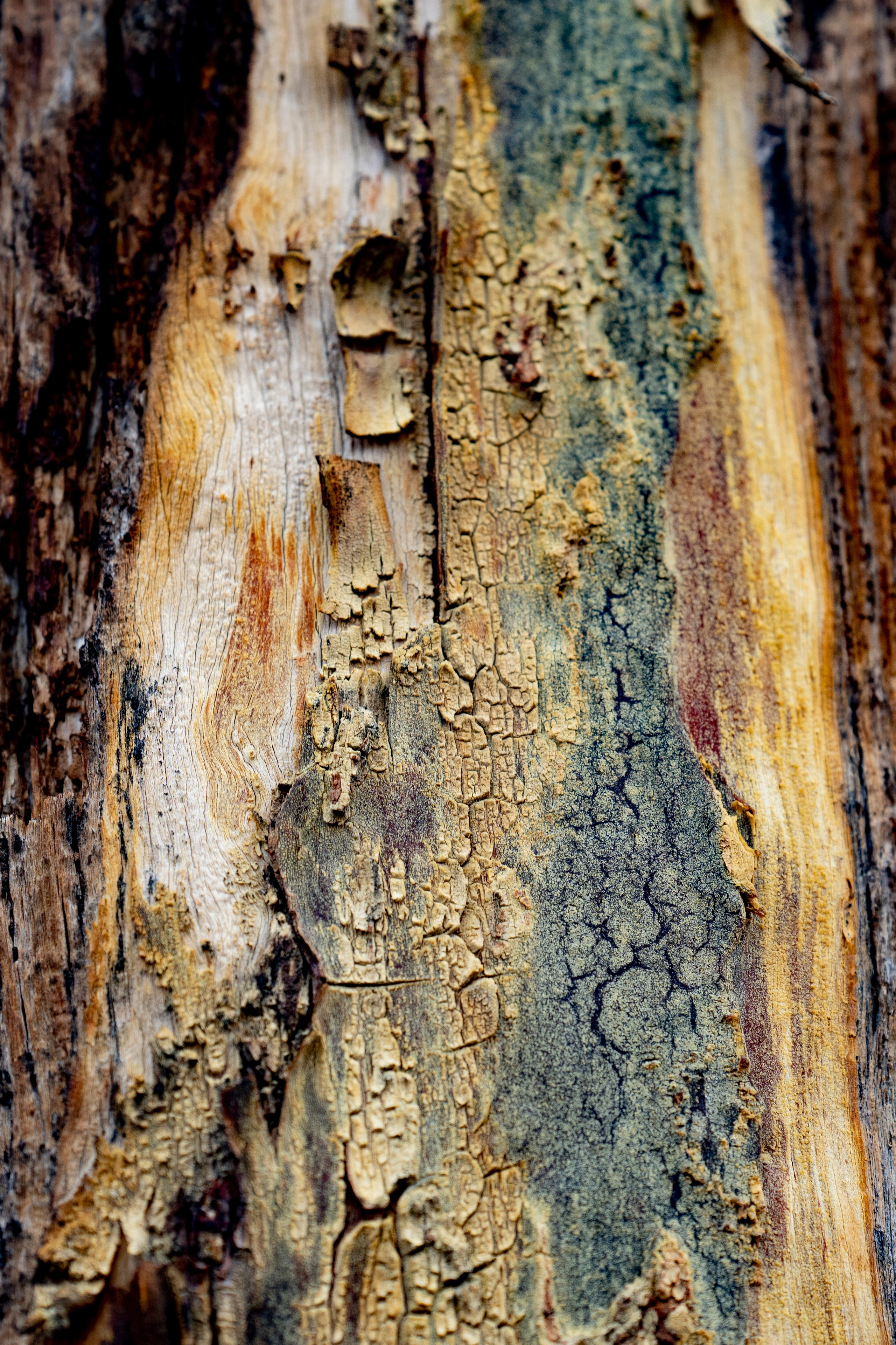 Дерево на Ольхоне