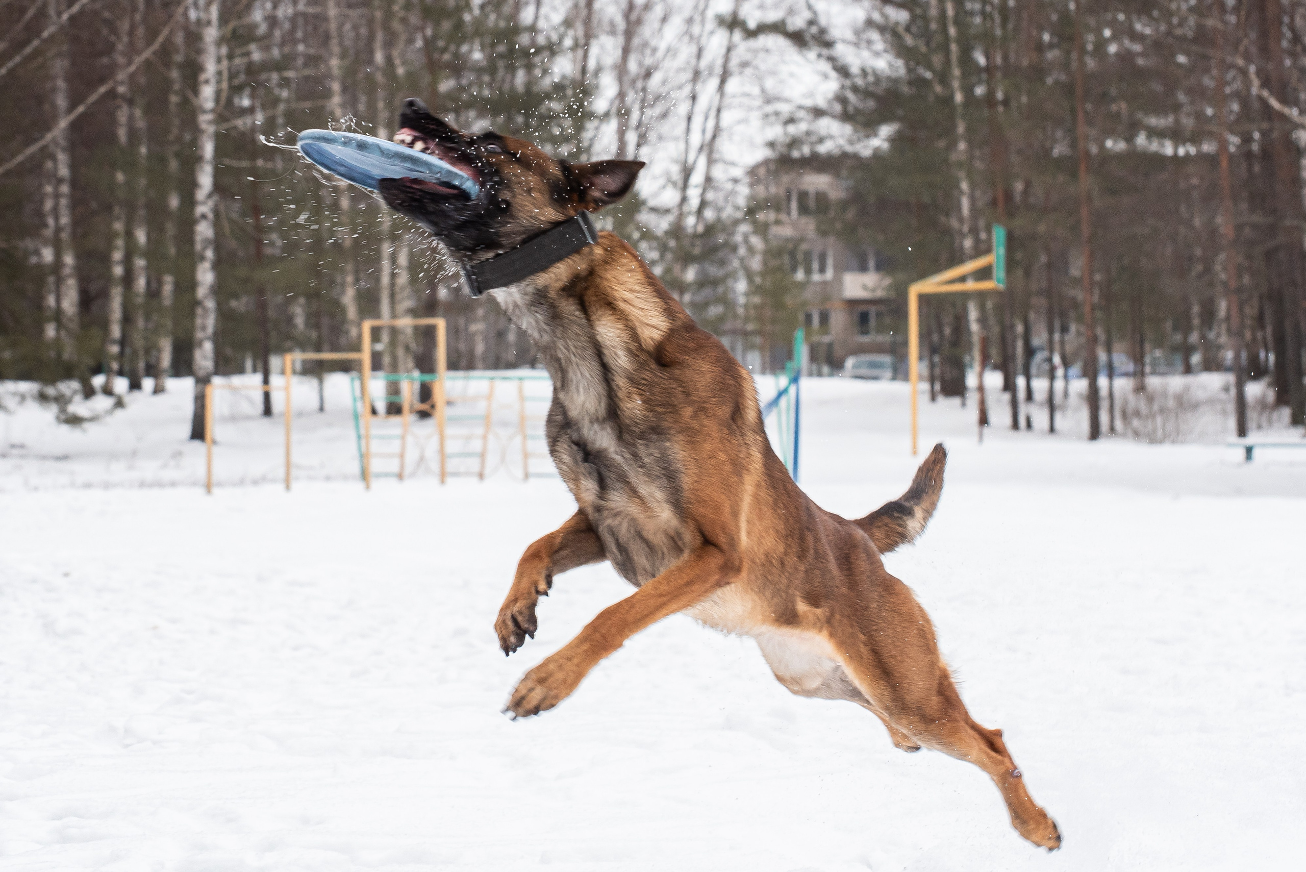 Фотосъёмка с собаками в Кинологическом лагере. Фотограф Макс Огурцов в Нижнем Новгороде