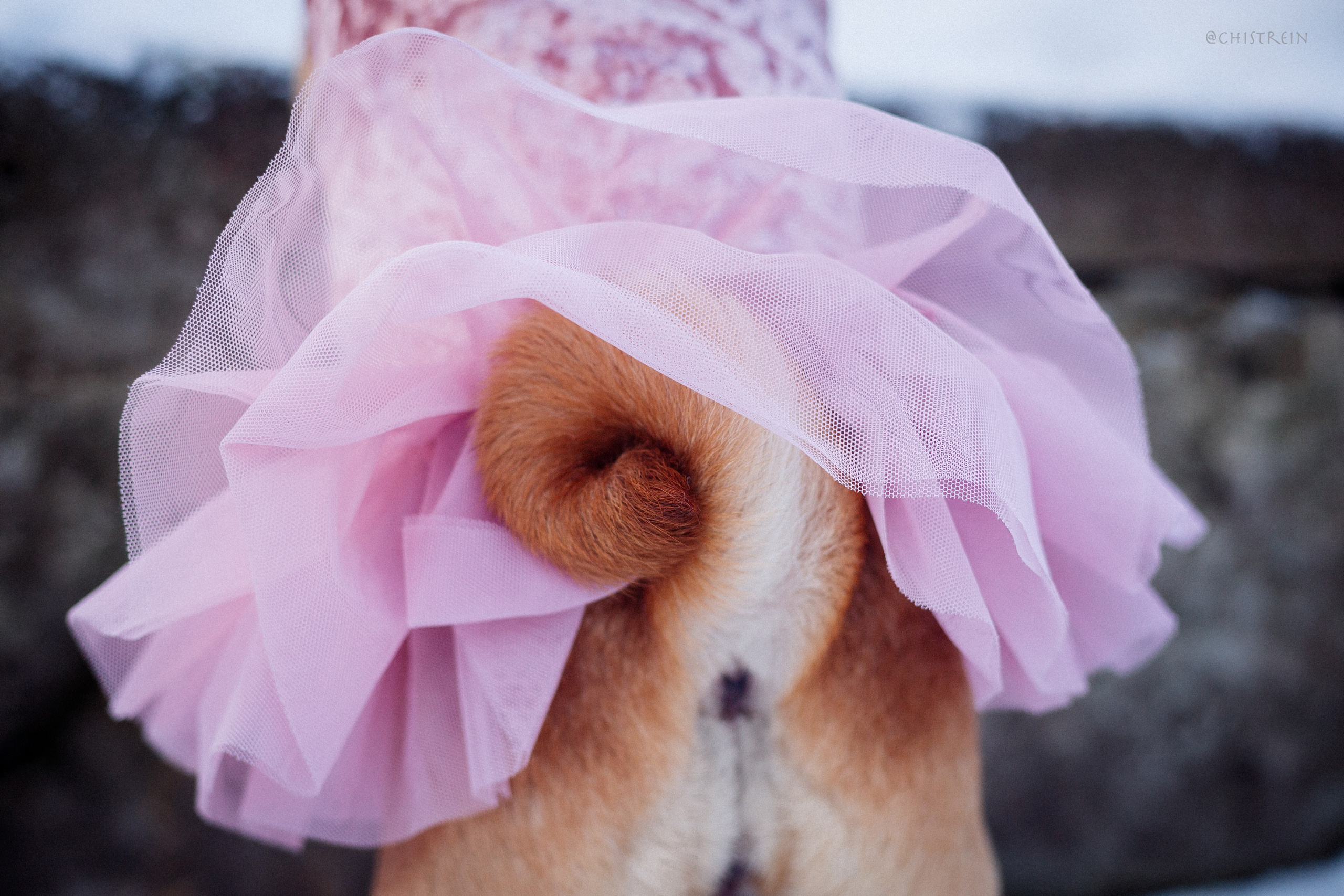 Новогоднее настроение. Роза. Фотограф-анималист Наталия Чистюхина в г. Сосновый Бор и ЛО