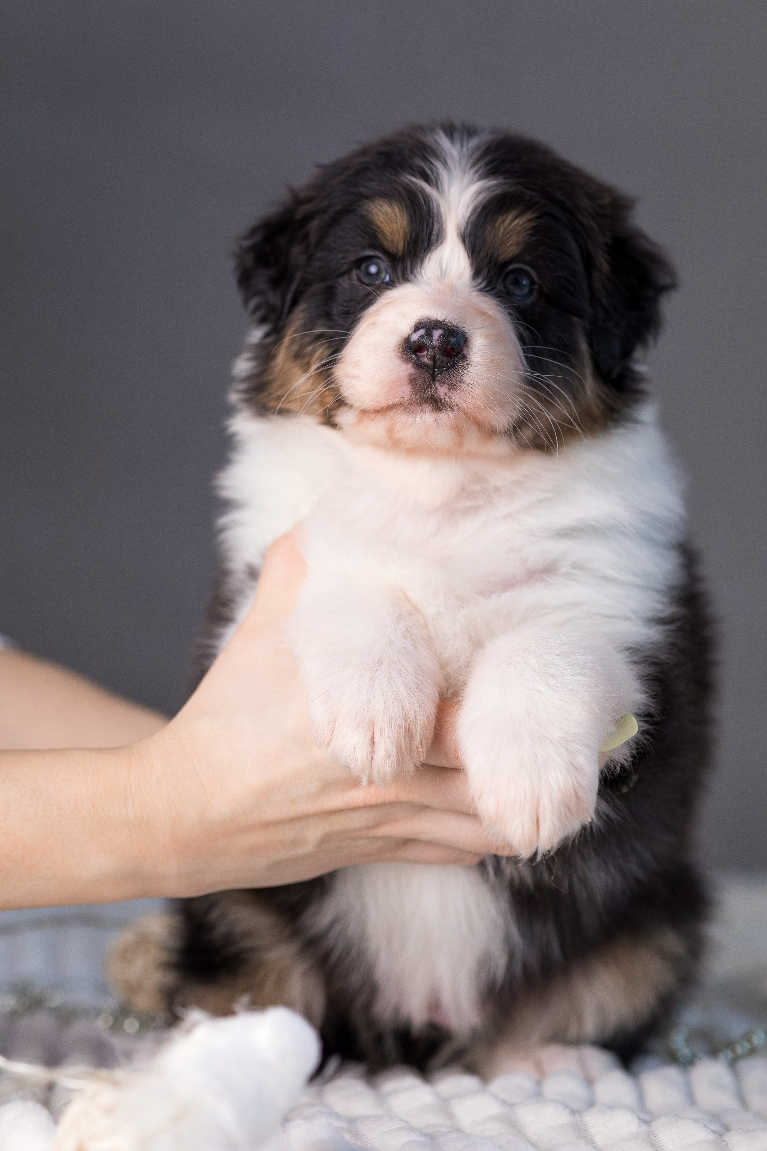 Щенки. Фотограф Яна Матвеева в Ижевске