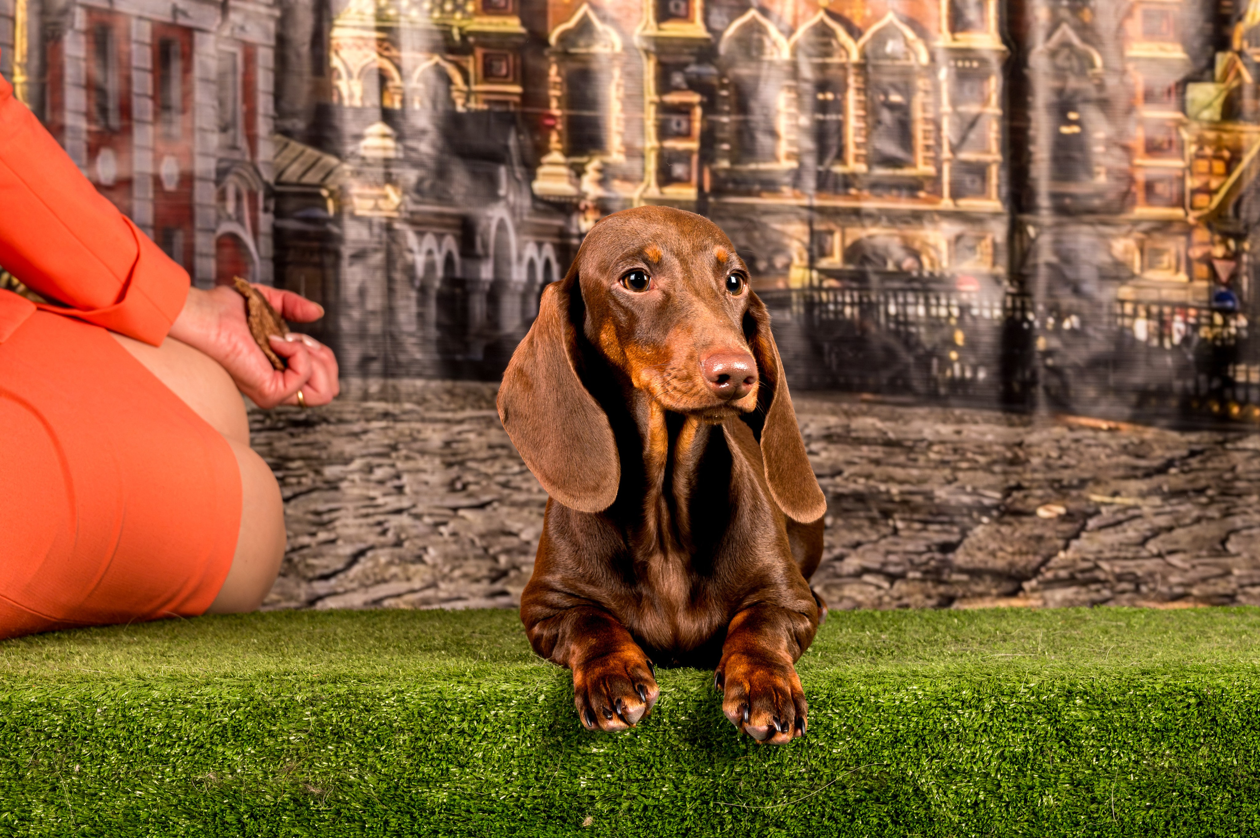 Выставка Клубы «Фауна» и «Догсити» 21-22 Июня 2025 «Пёсбург». Фотограф-анималист в СПб