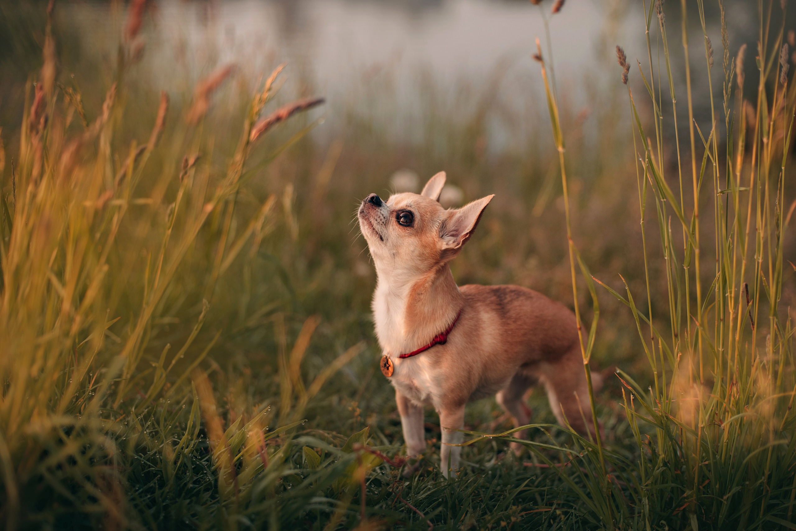 Прогулка: чихуахуа Хенни и Алина во Владивостоке. Портфолио