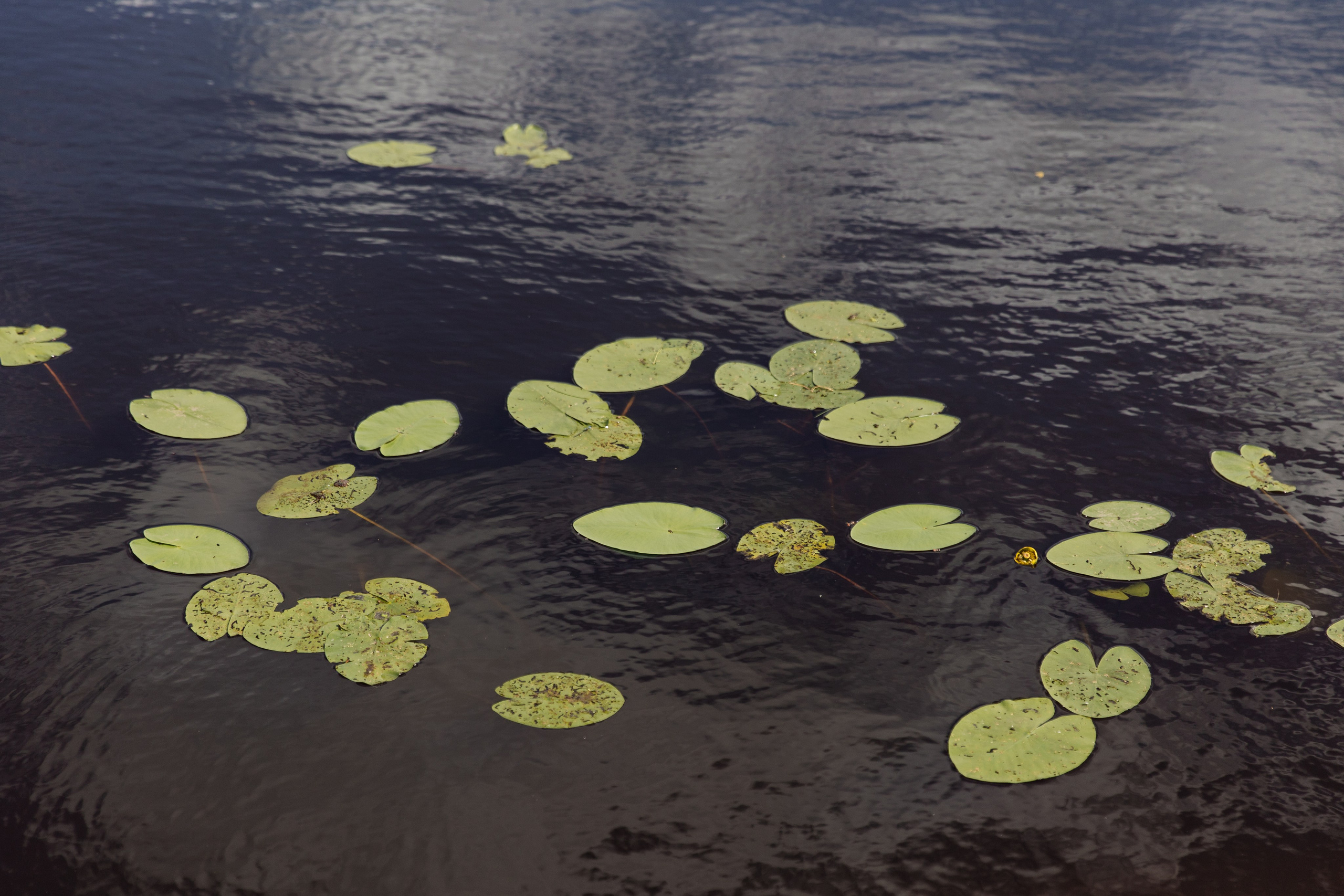 21.06.2024 Алексей и Лиза. Свадебный фотограф в Нижнем Новгороде — Эдуард Смирнов