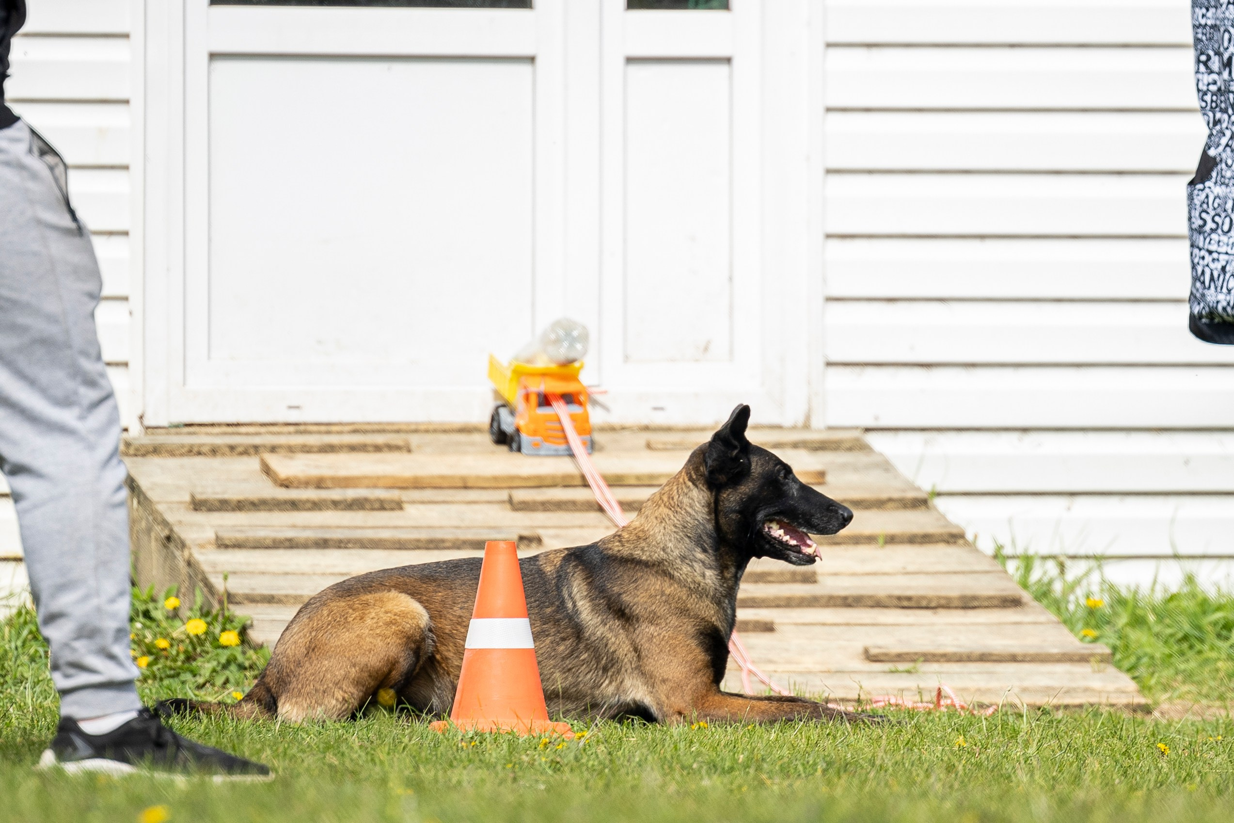 Испытания по мондьорингу в Нижнем Новгороде. Фотограф-анималист Анна Маринич
