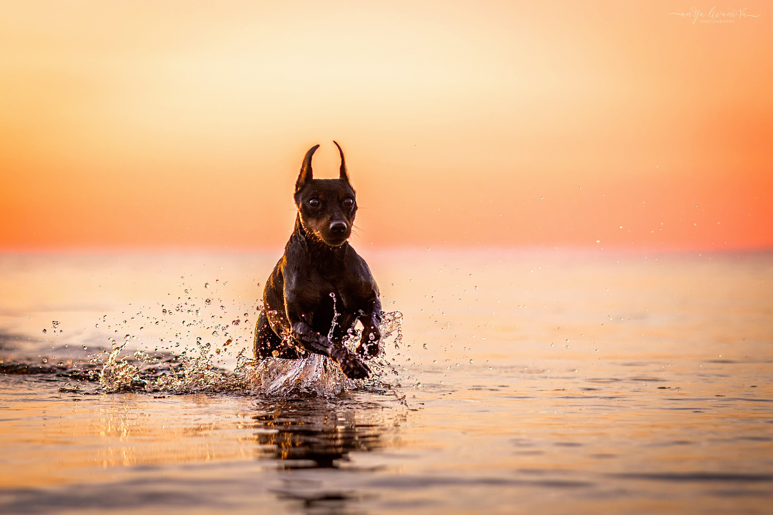 Ляля — Маня — Плюша закат. Фотограф анималист Аня Ливанова | Рыбинск