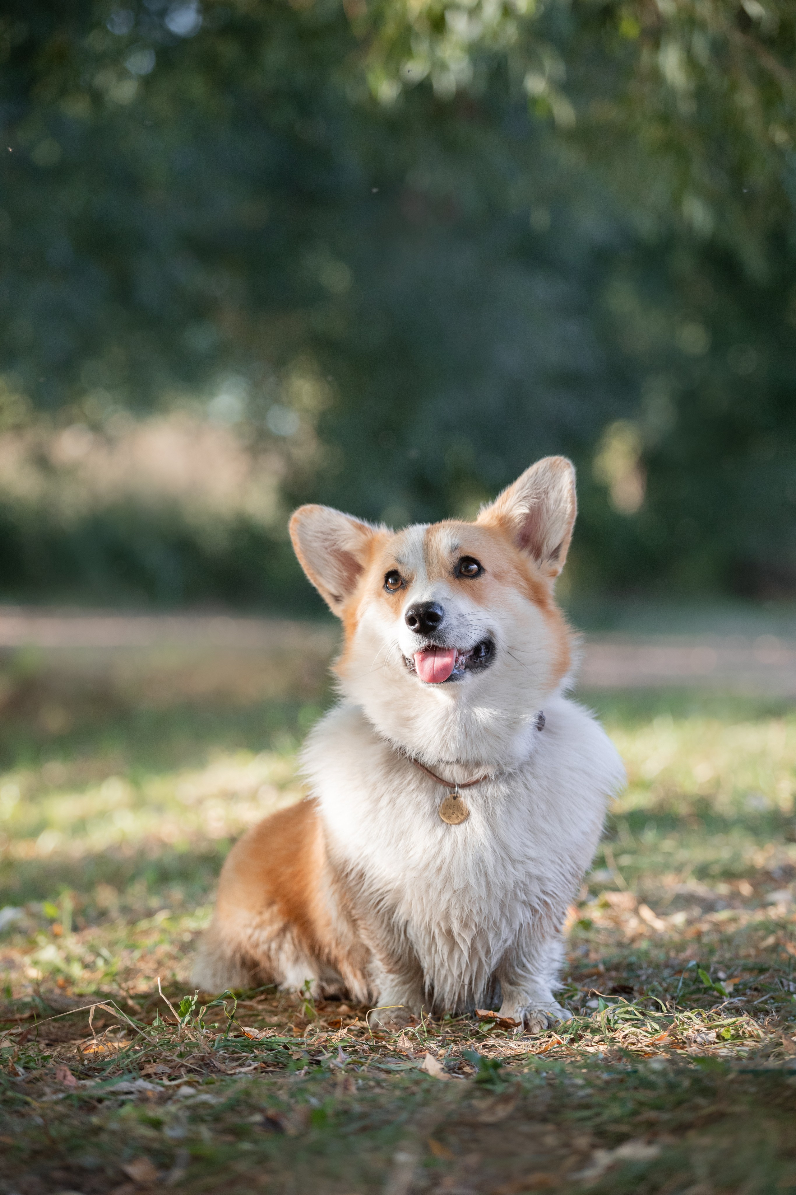 Фотосъёмка собак. Семейный и анималист фотограф в Переславле Анастасия Гусева