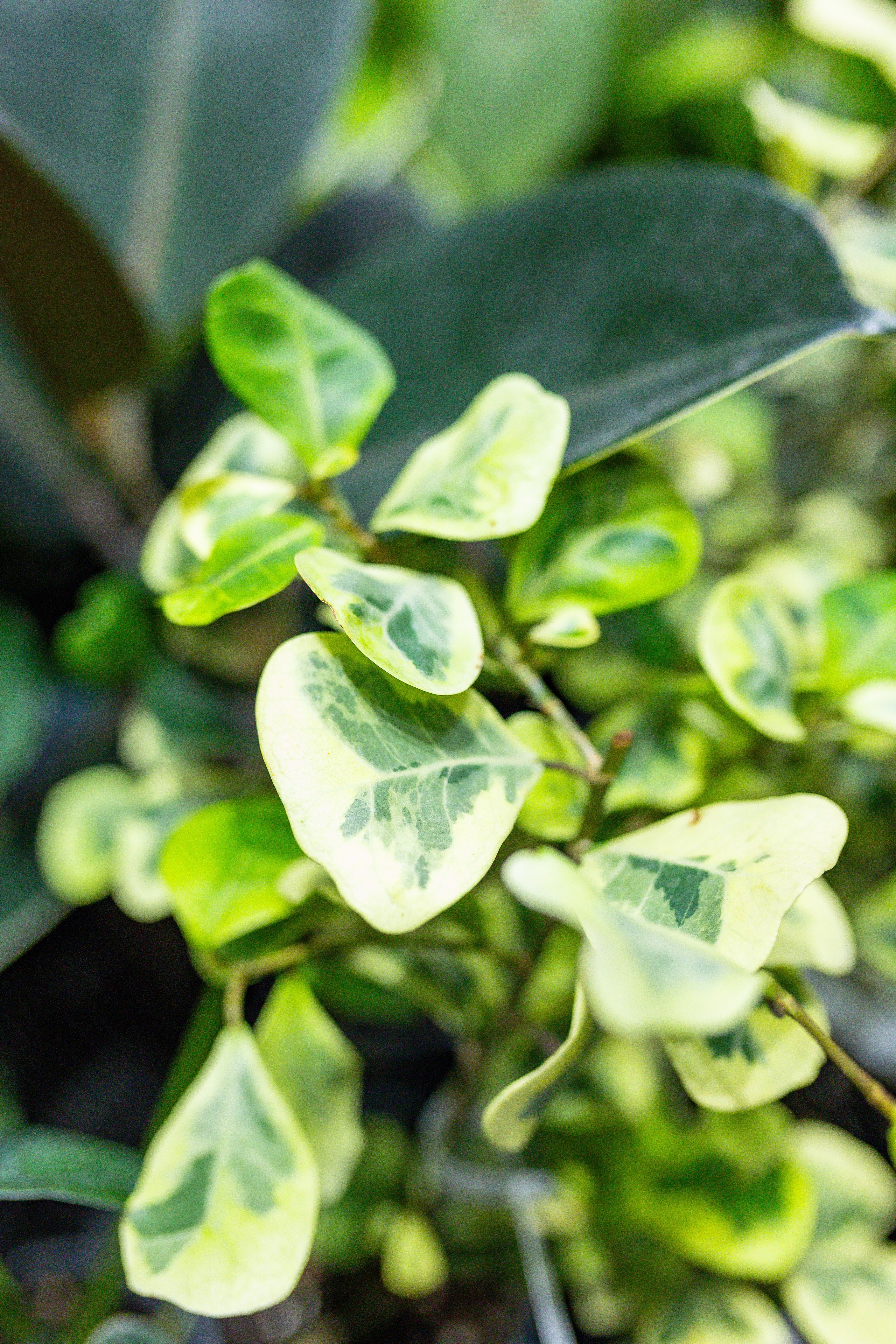 Орхидиум сентябрь 2025. Александра Куликова фотограф, Москва