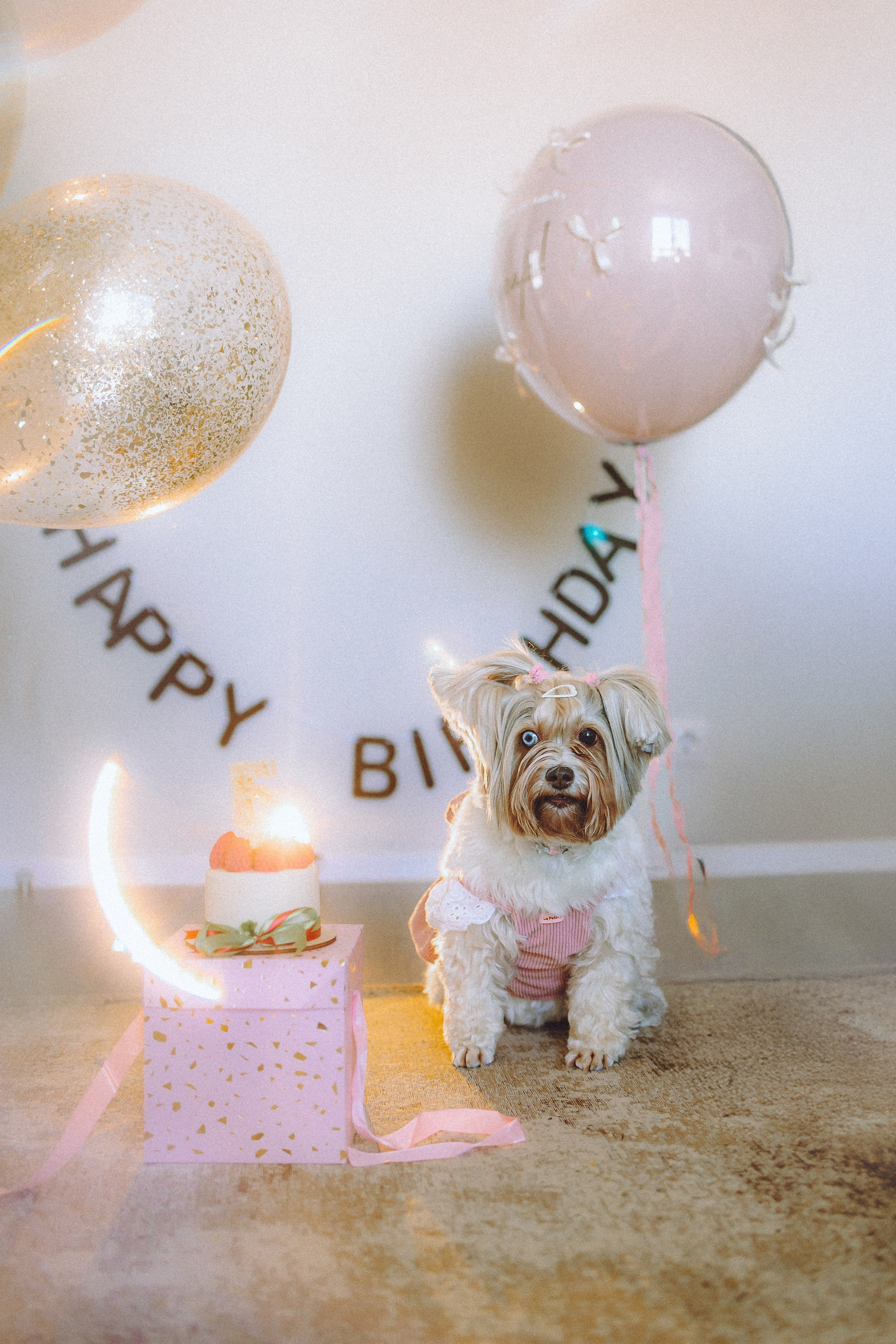 День Рождения Шу