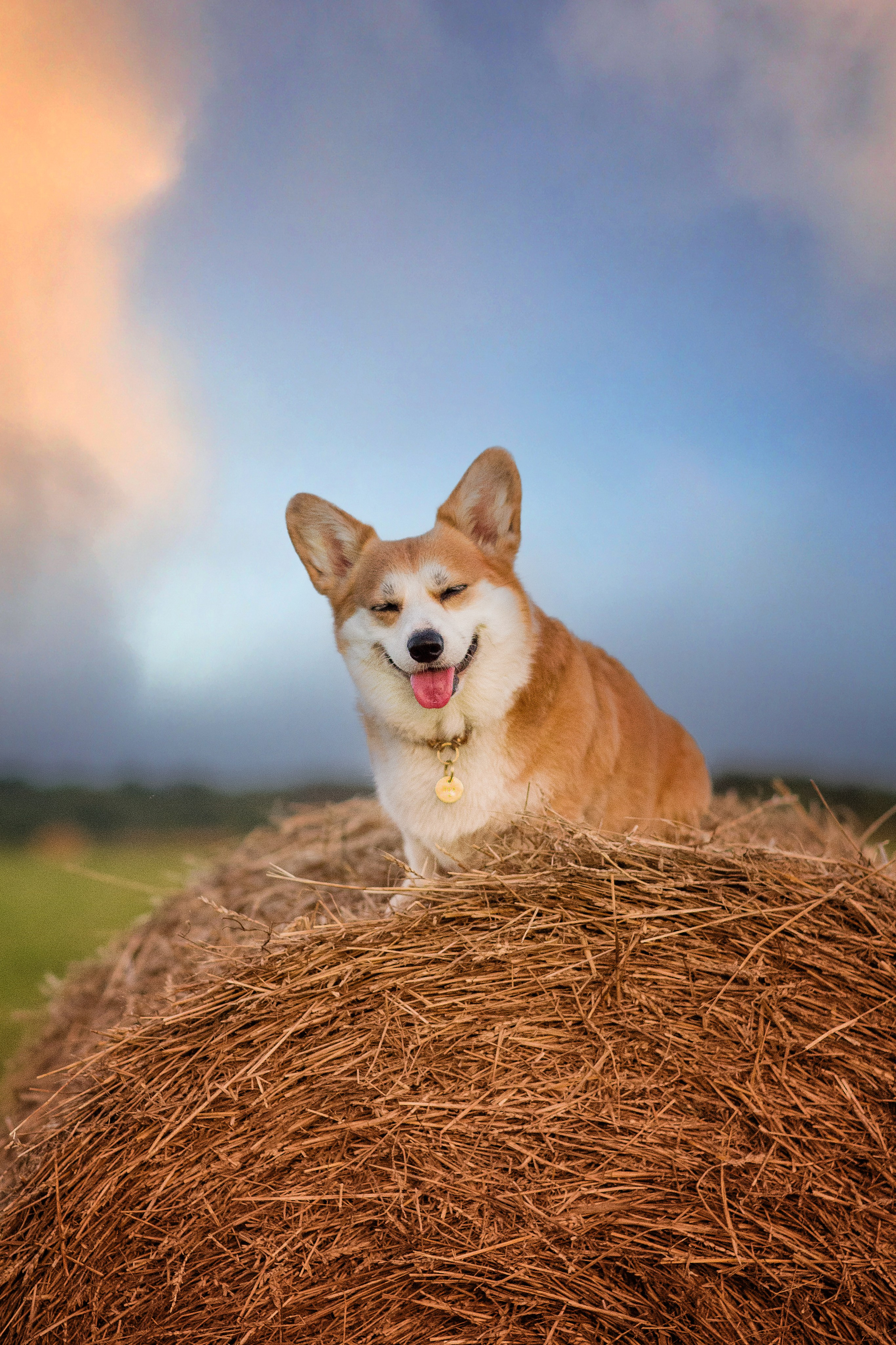 Лея и тюки — 10.08.2023. Фотограф — Анималист | Анна Абрамова