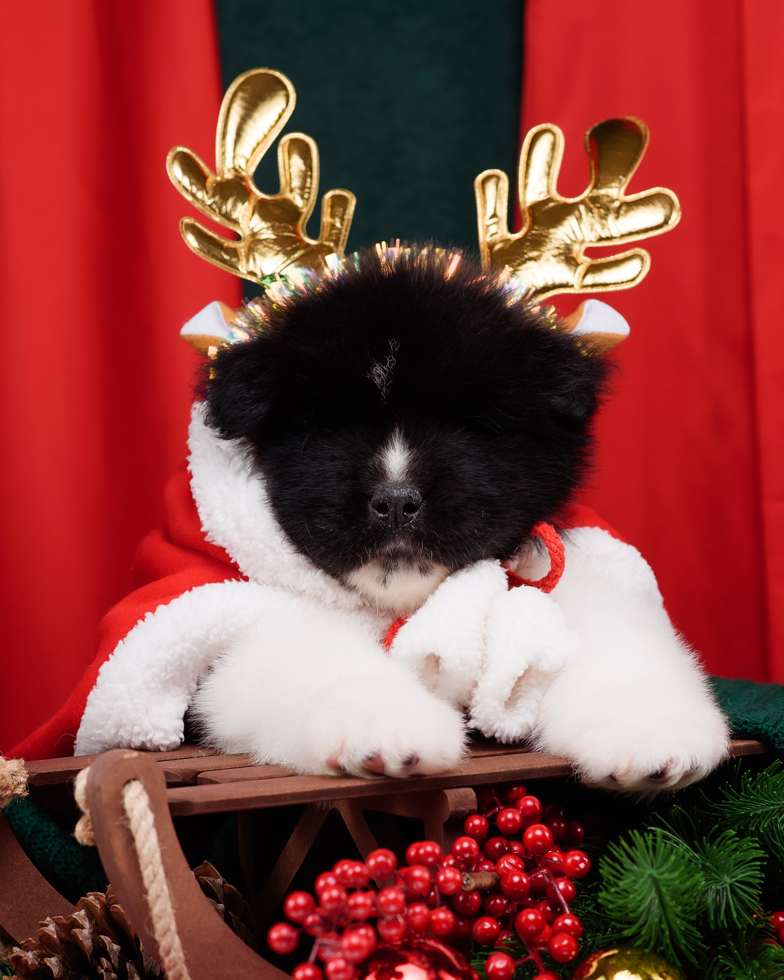 Щенки Американской Акиты. Фотограф — Анималист | Анна Абрамова