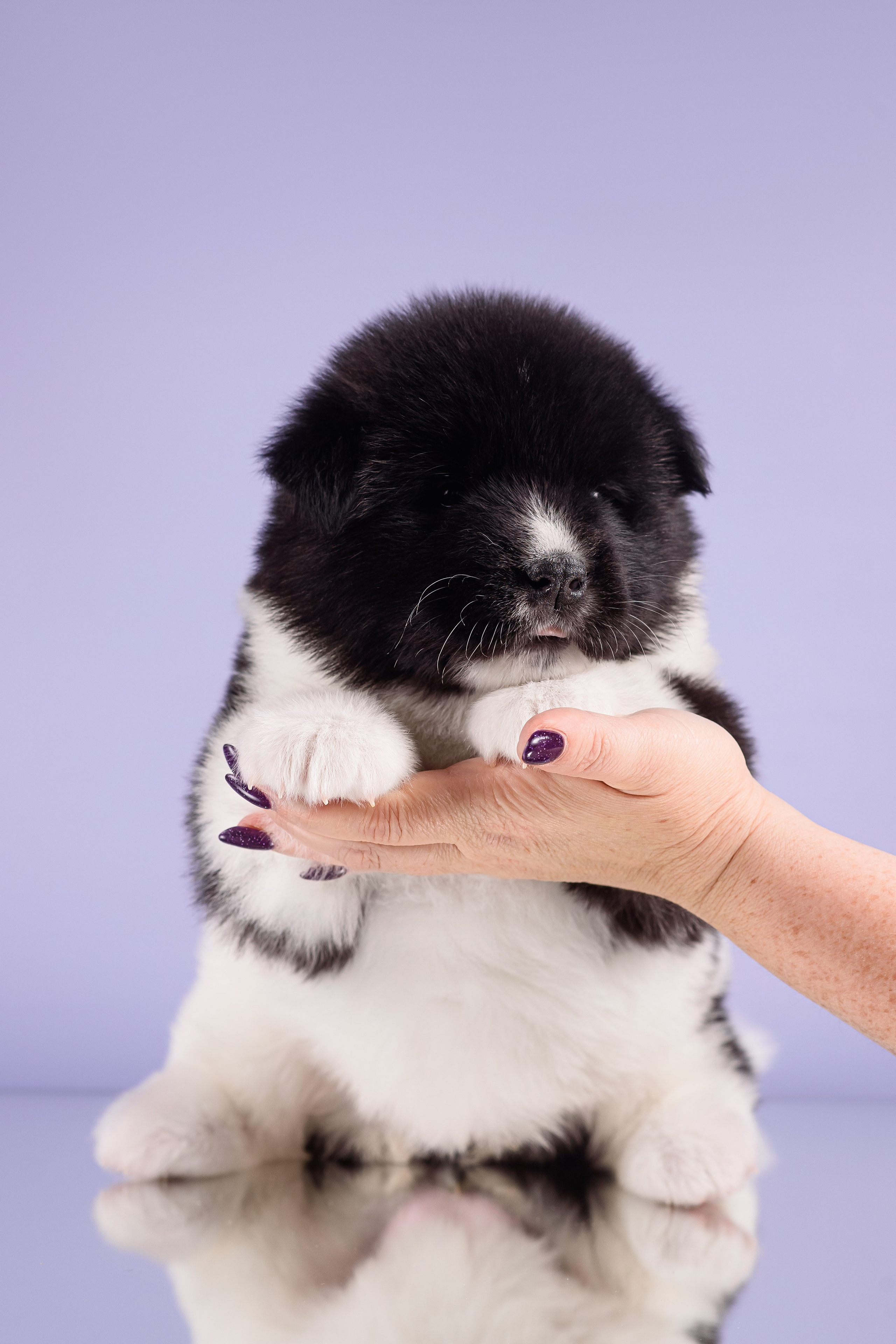 Щенки Американской Акиты — 04.11.2024. Фотограф — Анималист | Анна Абрамова