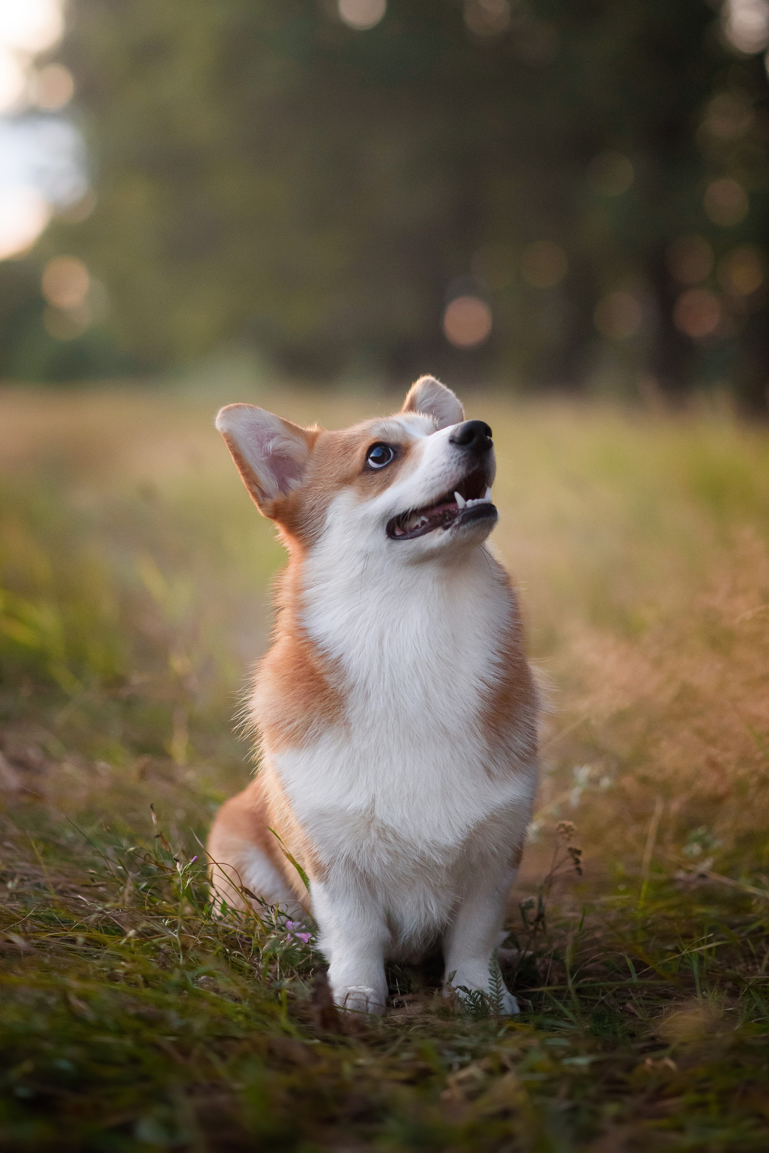Сережа, Вика и Феня — 25.07.2024. Фотограф — Анималист | Анна Абрамова
