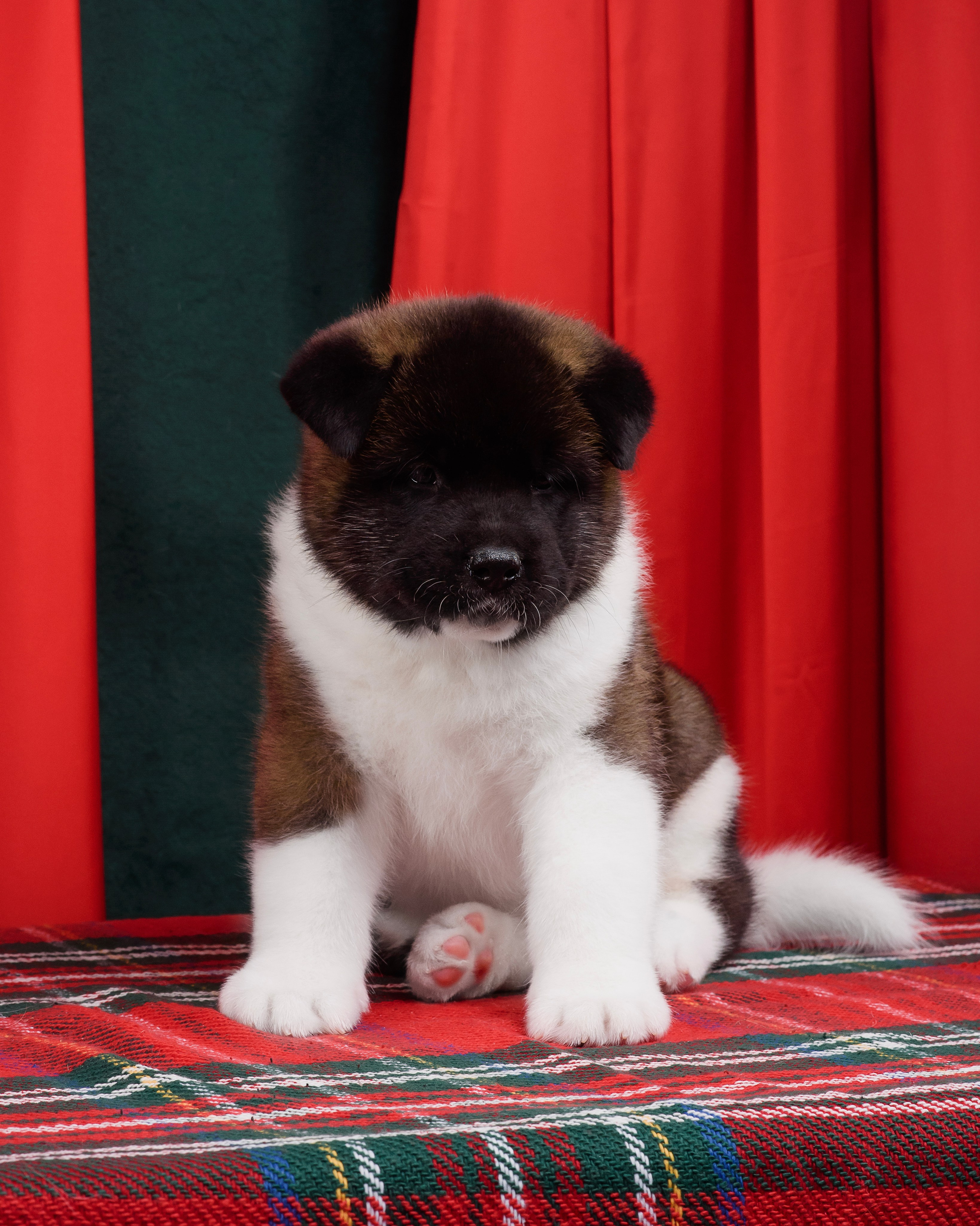 Щенки Американской Акиты. Фотограф — Анималист | Анна Абрамова