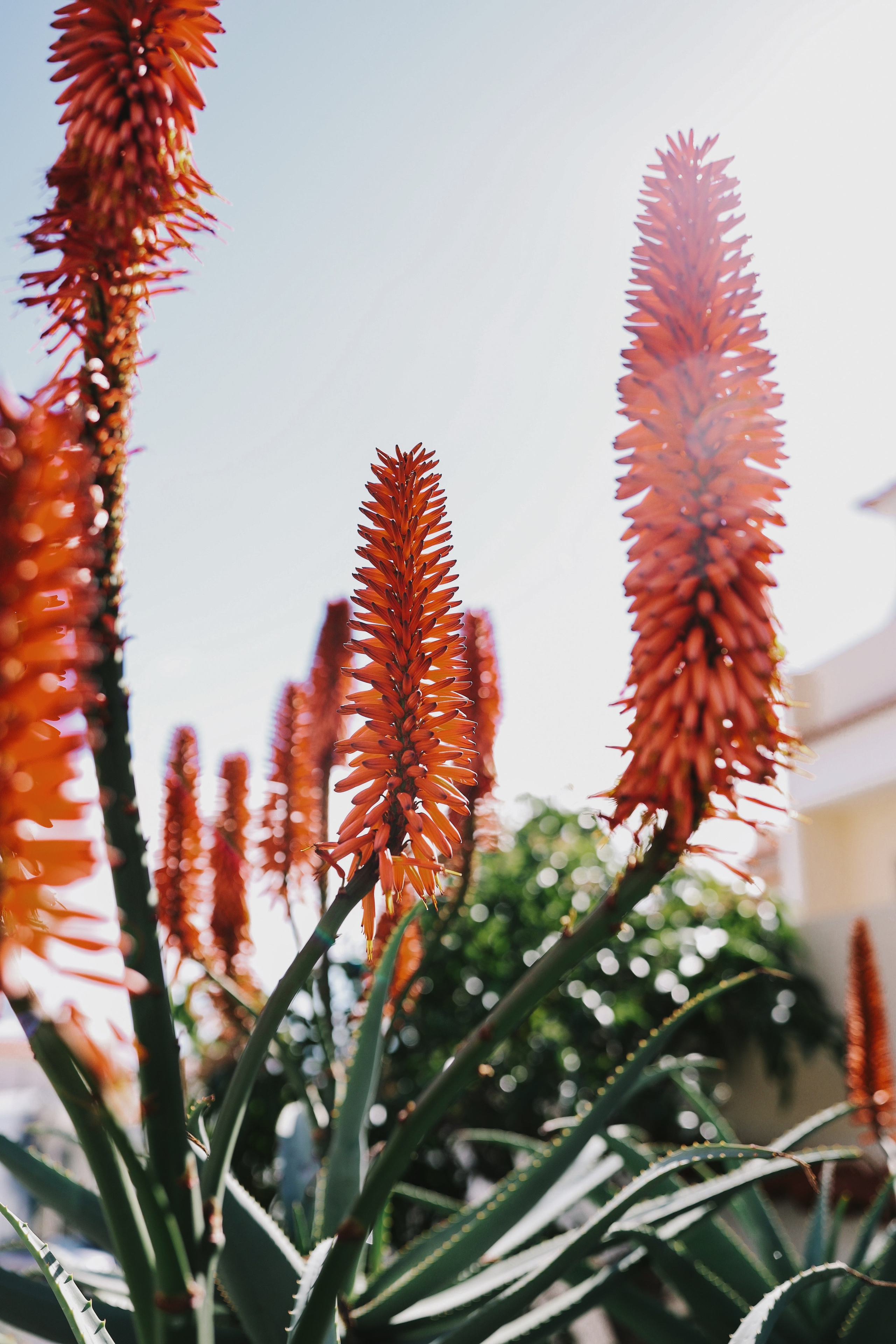 Madeira Island. Ekaterina Buneeva Photography