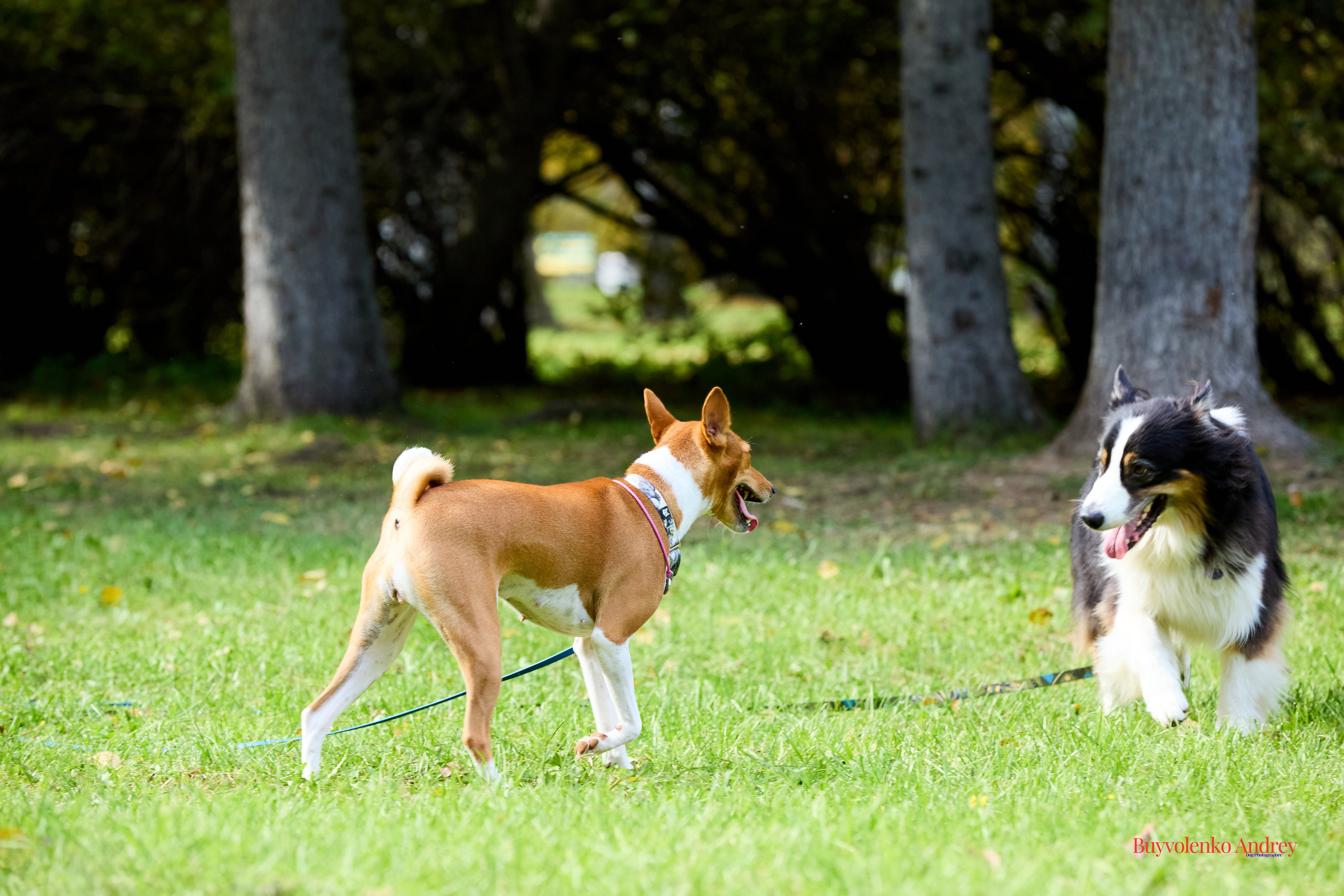 Басенджи и Аусси 21.09.2025. Buyvolenko Andrey
