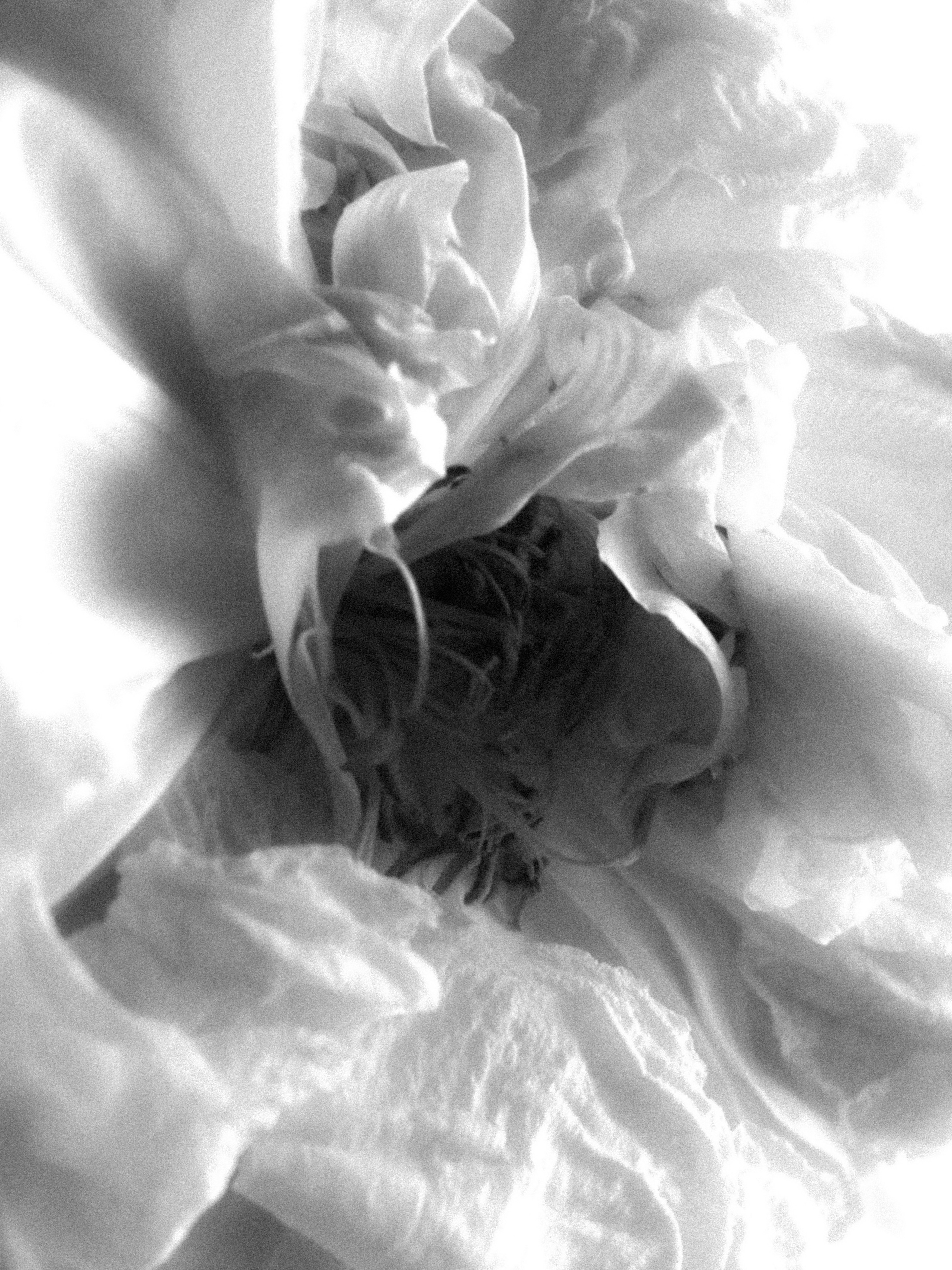 DYING BEAUTY. Фотограф Москва Грошева Софья