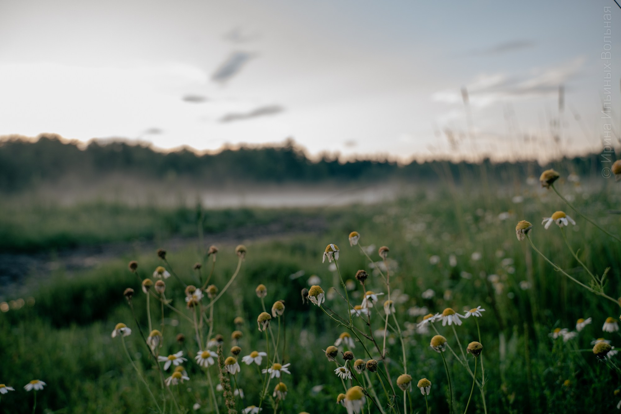 Фотокартины. Семейный фотограф Ирина Ильиных-Вольная в Москве и не только