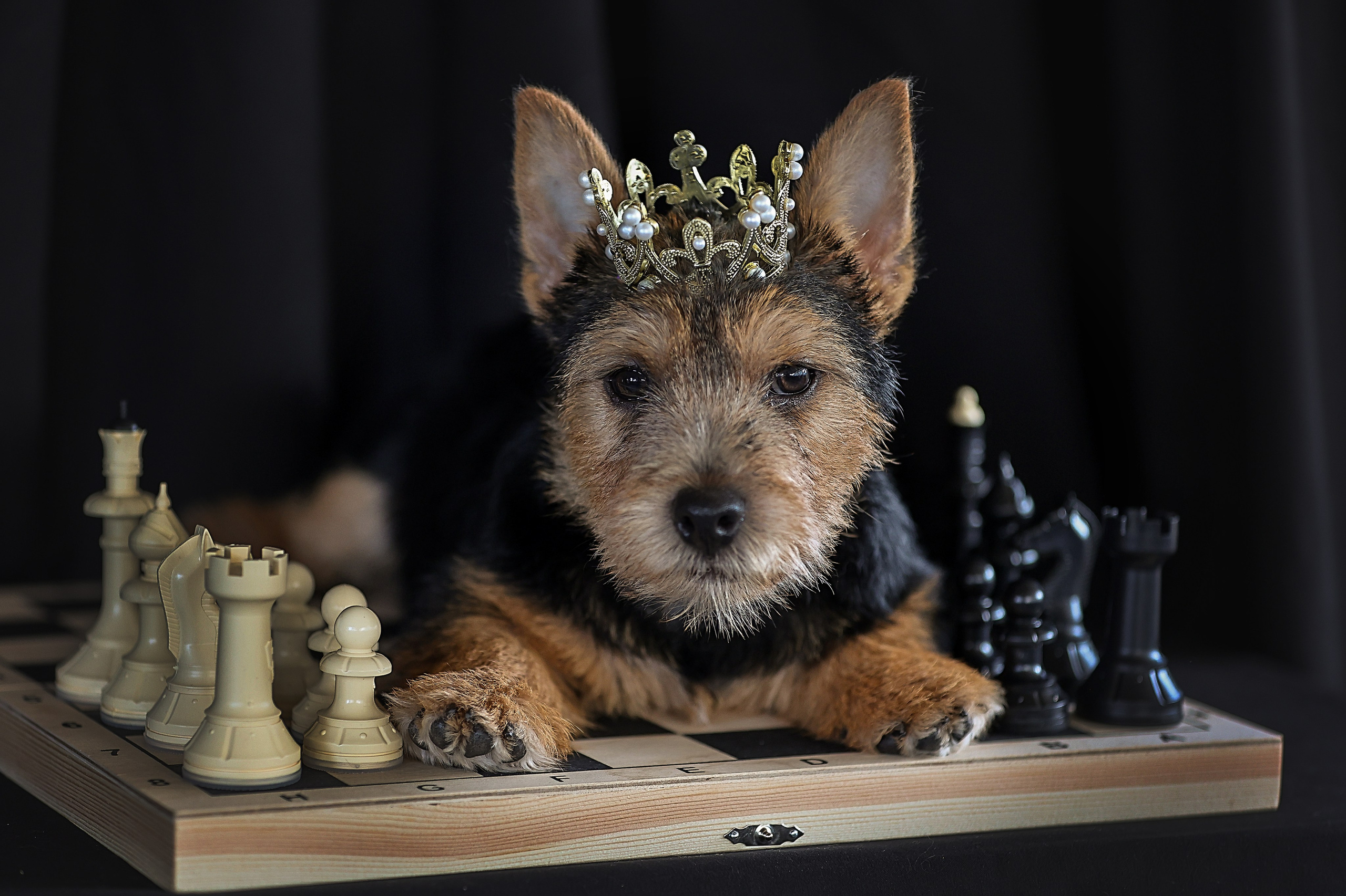 В СТУДИИ. Фотограф-АниМалист Анна Абрамова