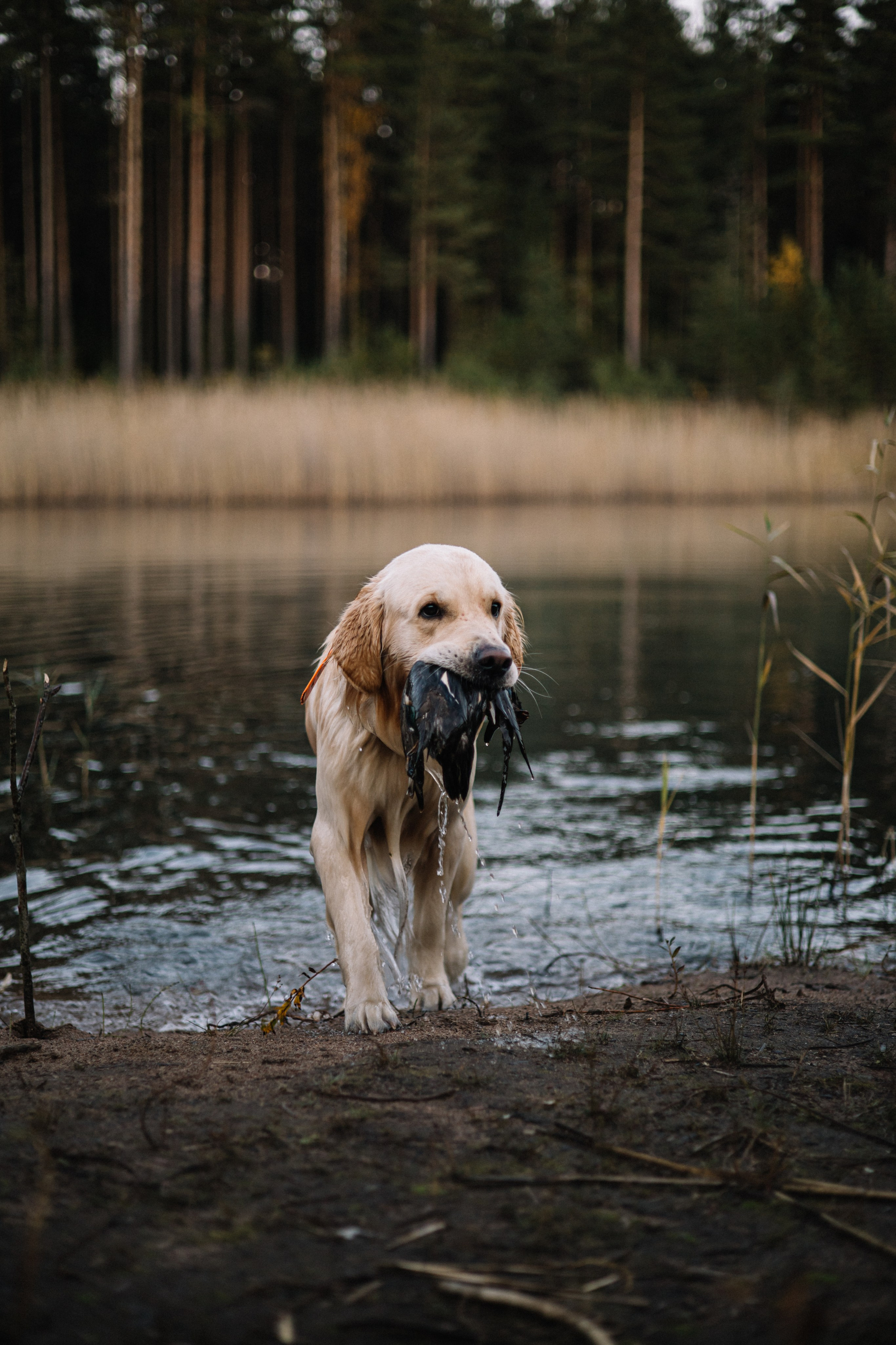 Для охотника