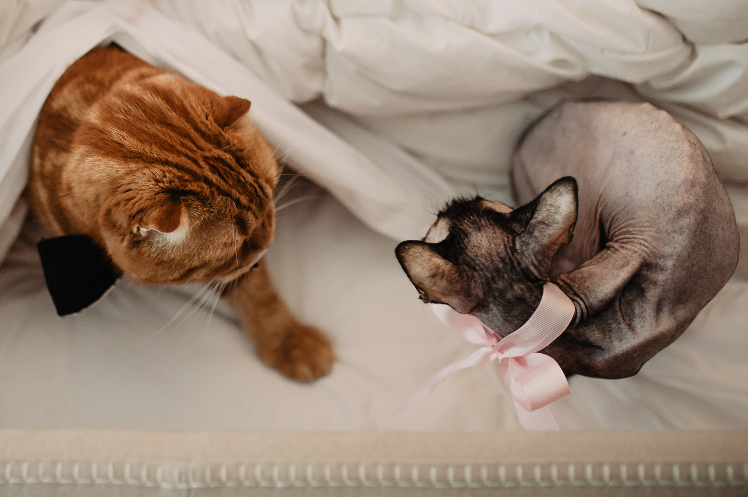 Свадебный день. Свадебный и женский фотограф в Санкт-Петербурге Маргарита Колван