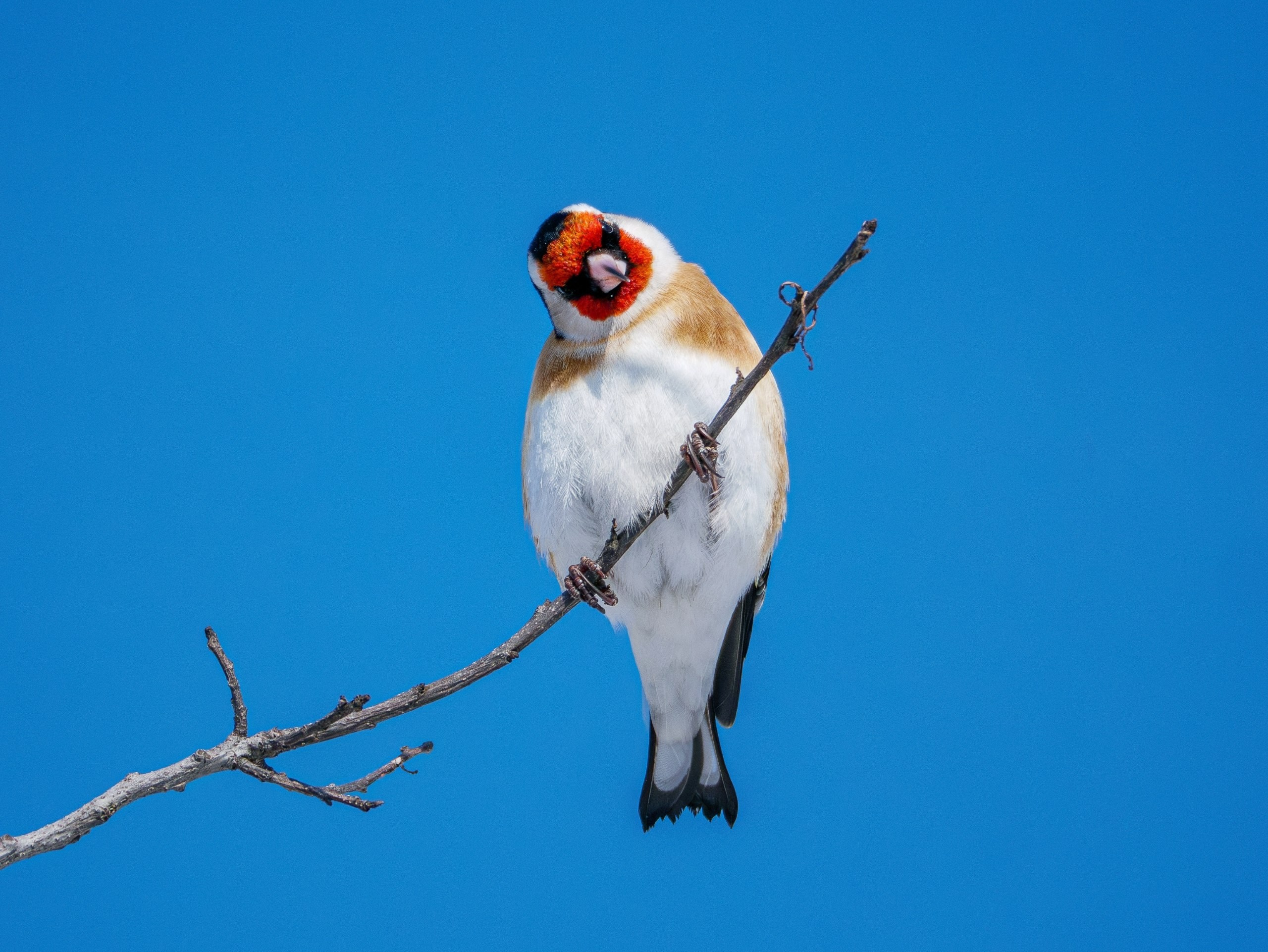 ТОП 20 лучших кадров марта 2026. Репортажный фотограф в Сочи — Михаил Мордасов