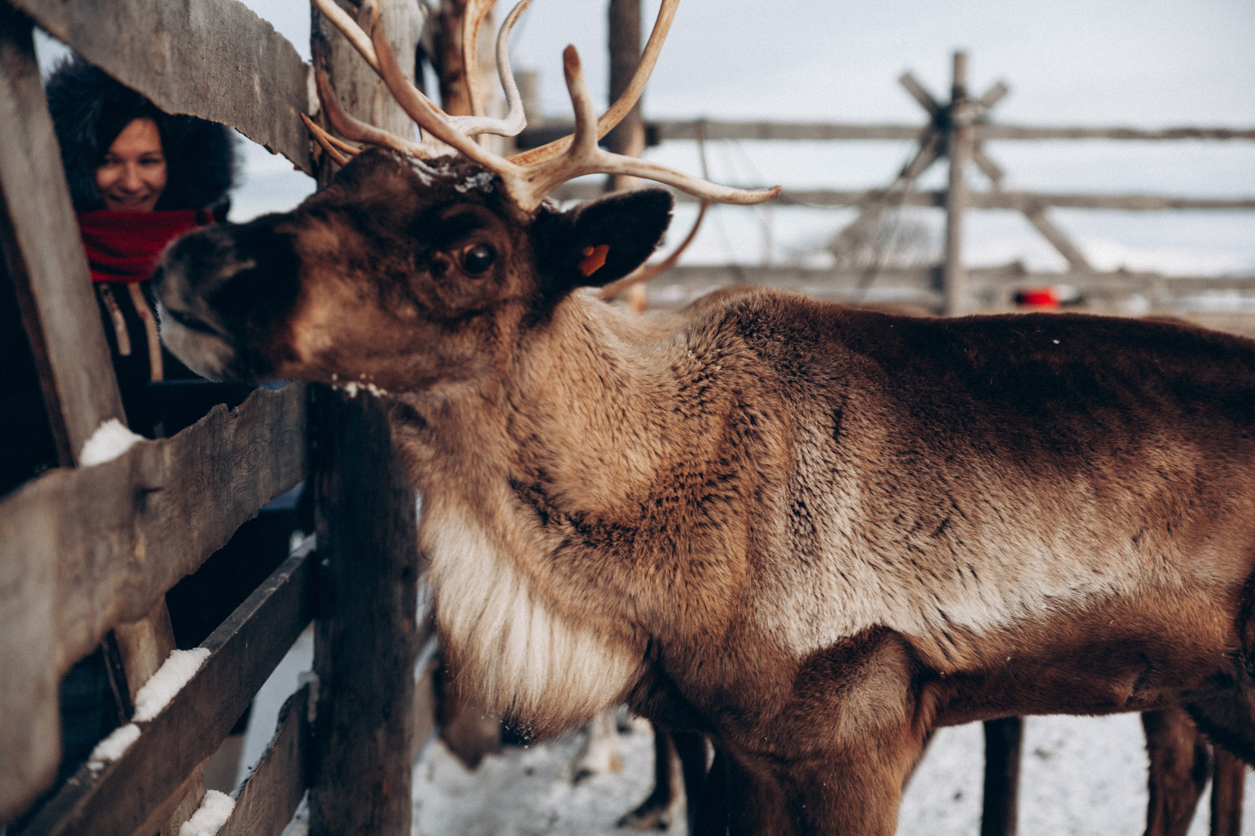 Териберка 2025. Репортажный и детский фотограф в Минске
