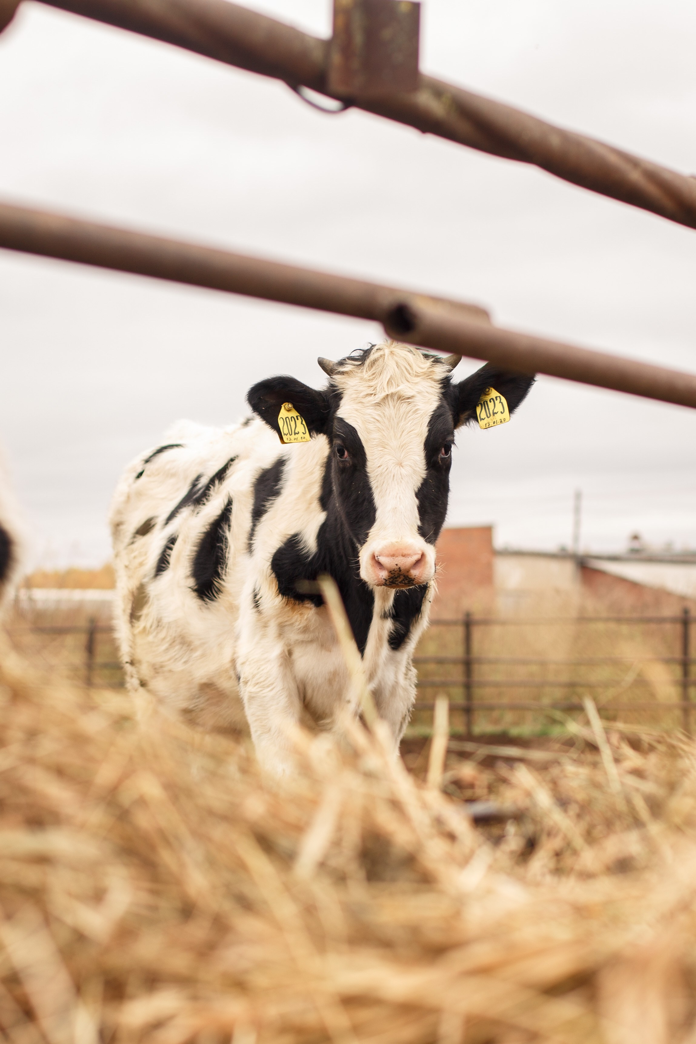 Шатурский Агропромышленный комбинат. Деловая и Бизнес съемка в  Москве Инесса Грушко