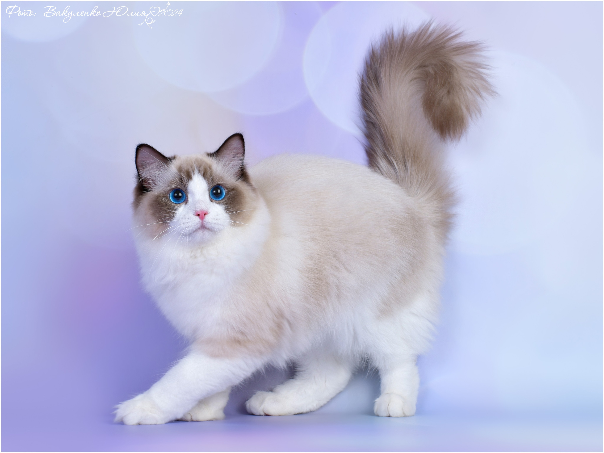 Котята. Фотограф анималист | семейный Юлия Вакуленко, г. Краснодар