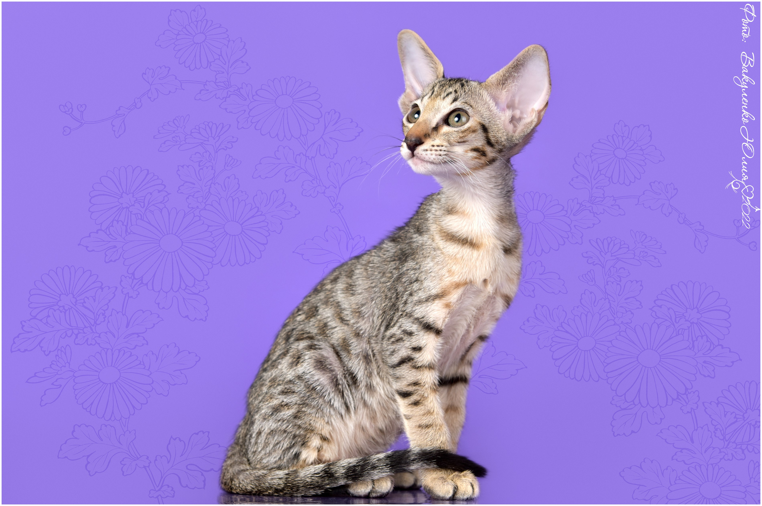 Котята. Фотограф анималист | семейный Юлия Вакуленко, г. Краснодар