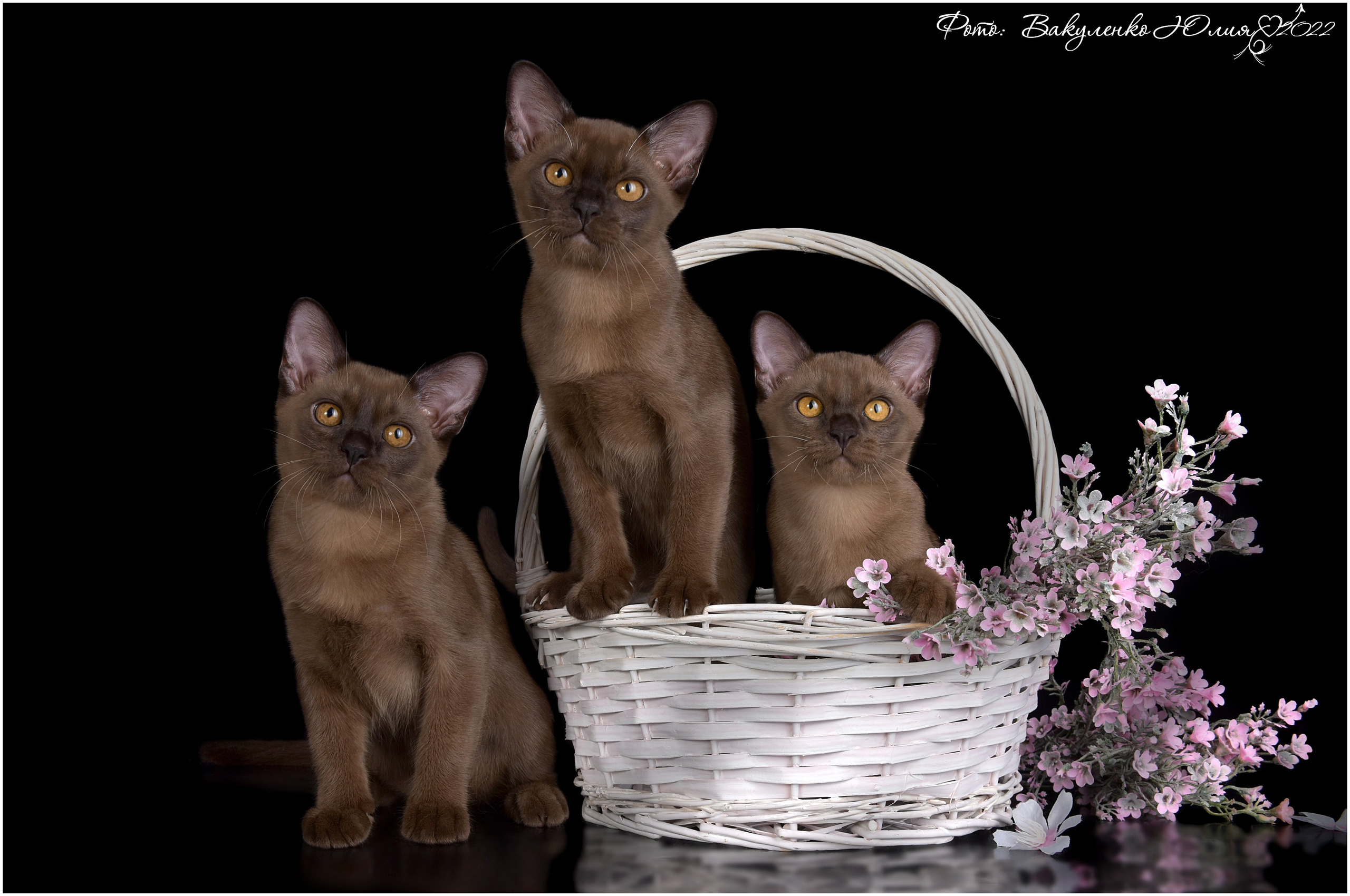 Котята. Фотограф анималист | семейный Юлия Вакуленко, г. Краснодар