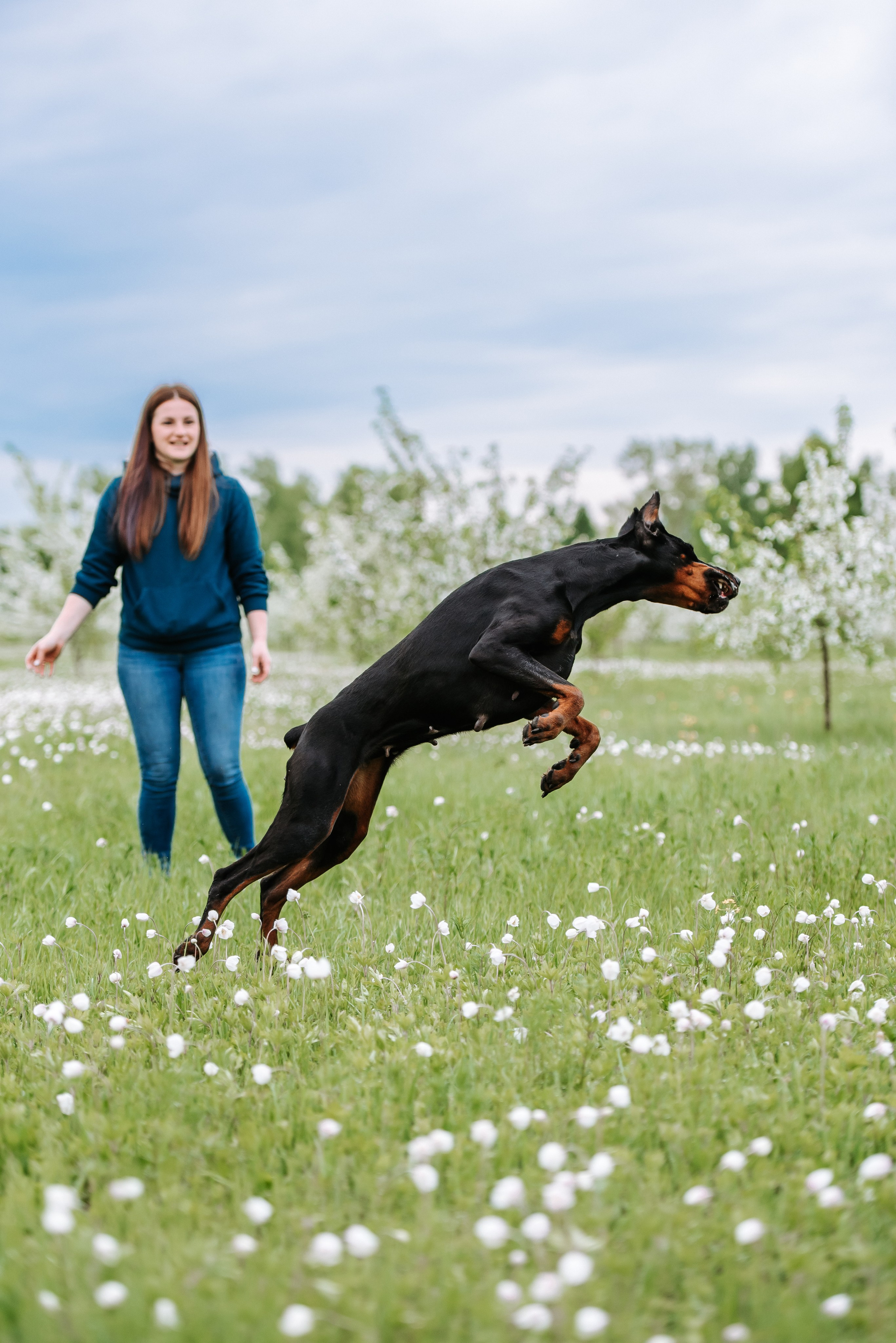 Цветение с доберманами. Фотограф Диана Оленина Красноярск / Братск