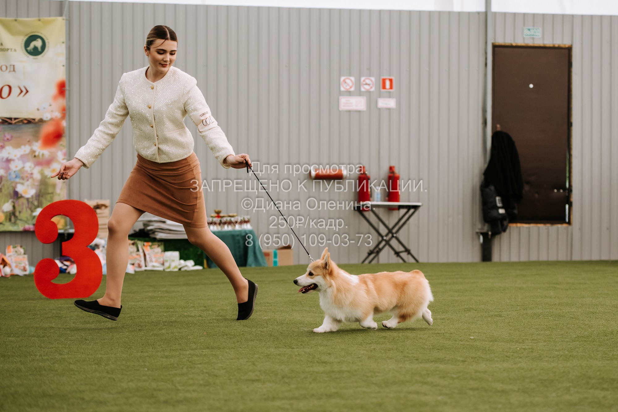 Выставка собак Красноярск 2.06. Фотограф Диана Оленина Красноярск / Братск