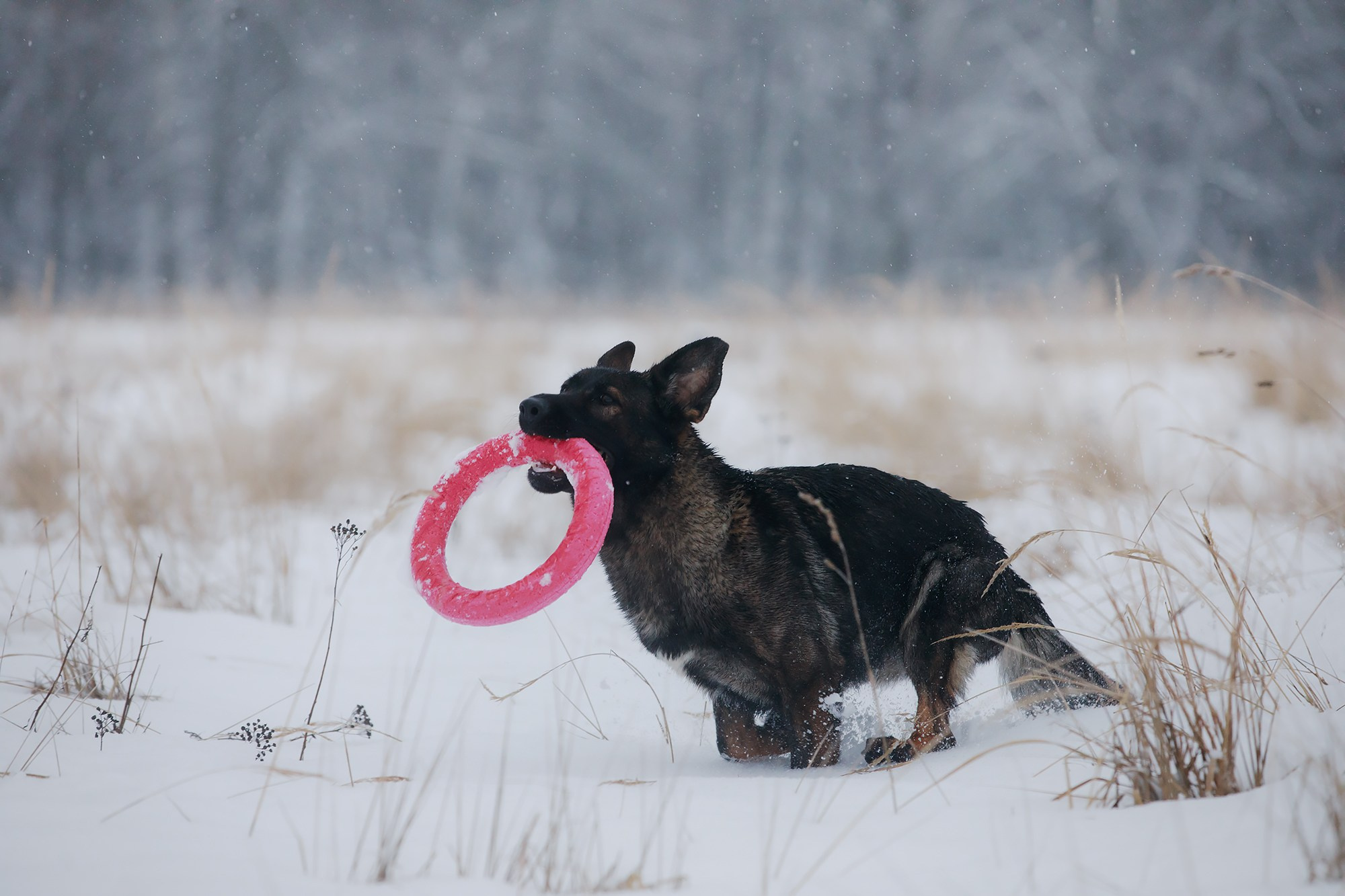Зимние портреты. Фотограф-анималист Mary Mart — Москва, Питер