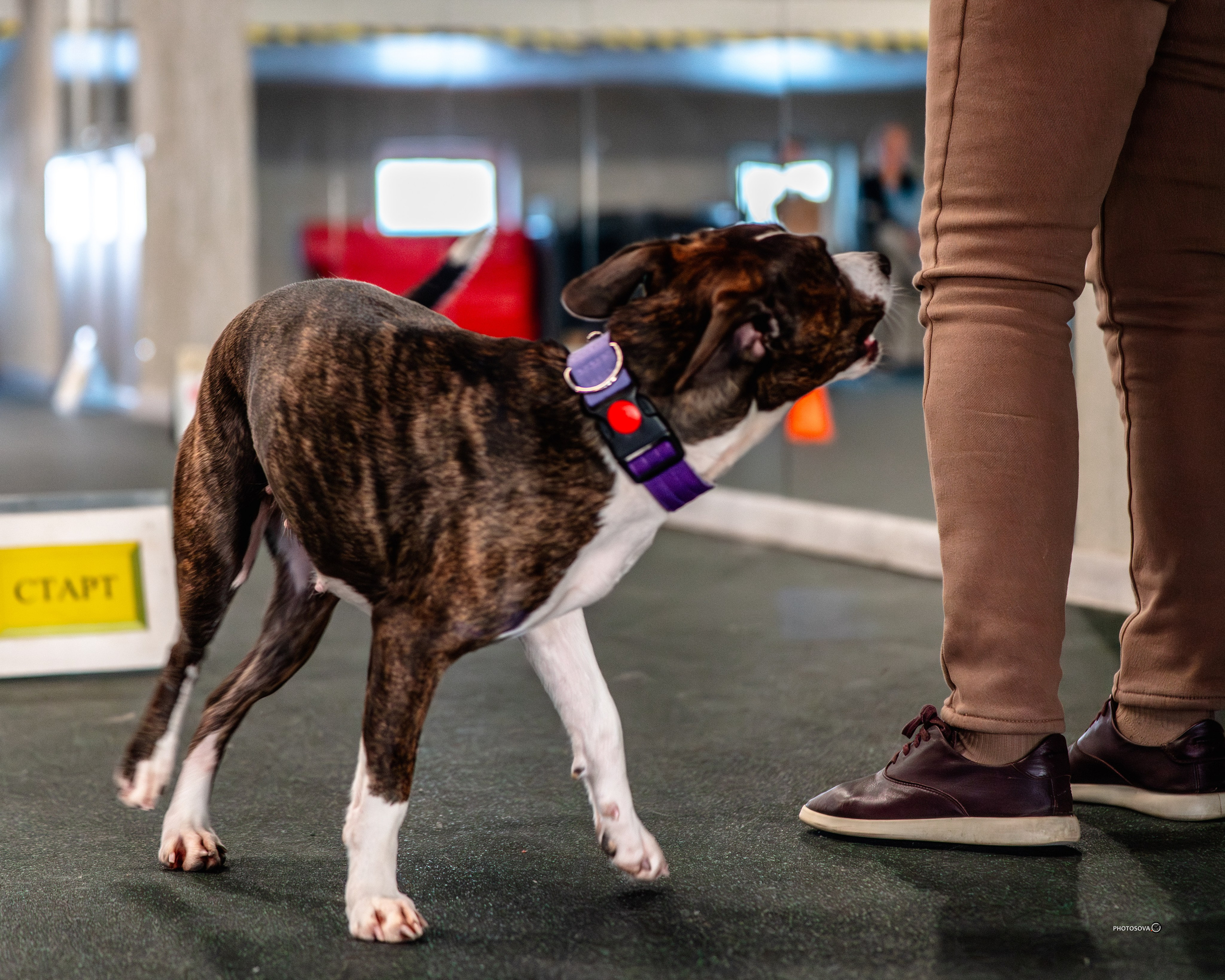 ТЫ И Я (соревнования по ралли-обидиенс). Фотограф-анималист, семейный фотограф в Москве и Подмосковье. Фотосъёмка кинологических дисциплин
