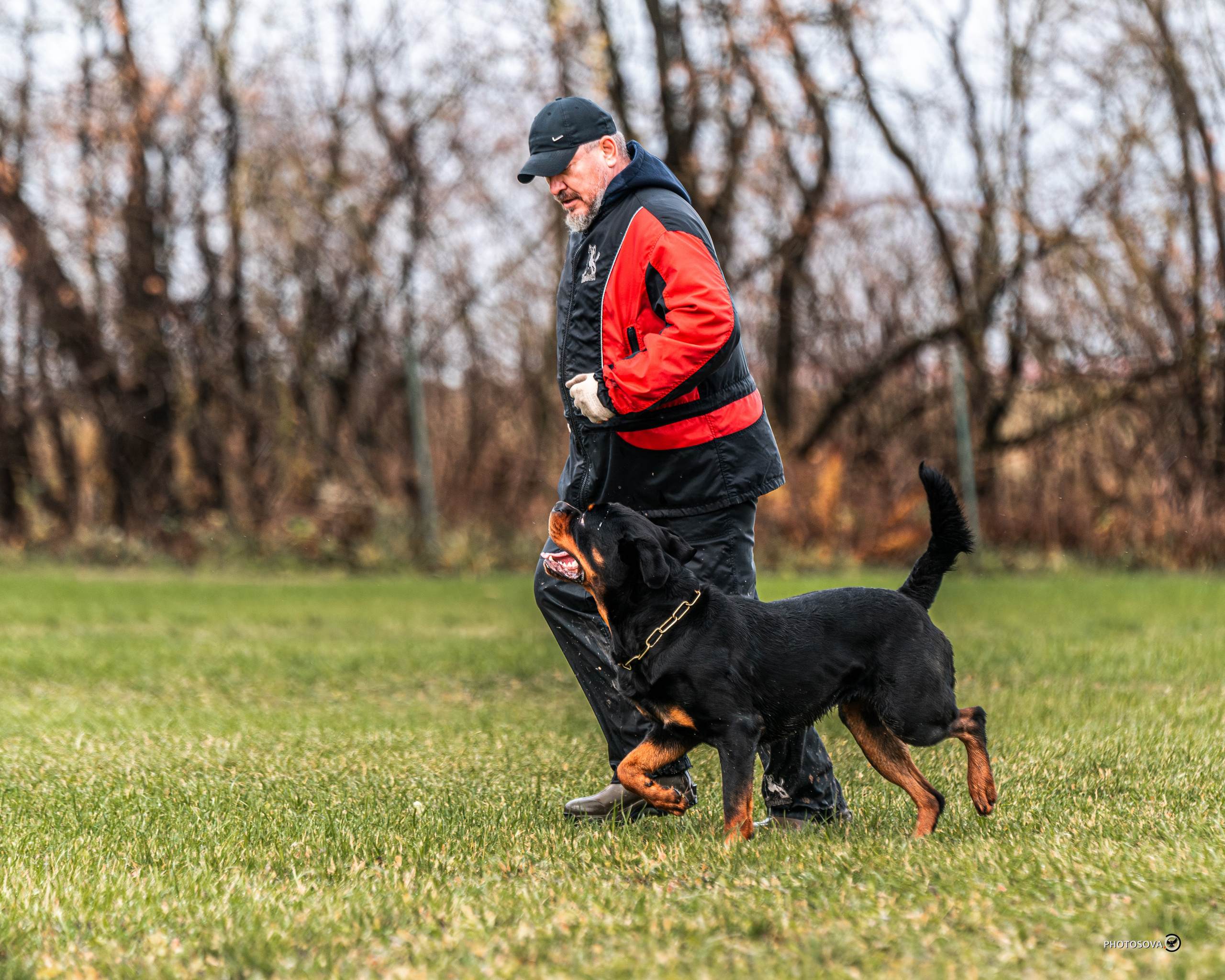 МЫ — КОМАНДА (соревнования) OKD, BH, IBGH, IGP. Фотограф-анималист, семейный фотограф в Москве и Подмосковье. Фотосъёмка кинологических дисциплин