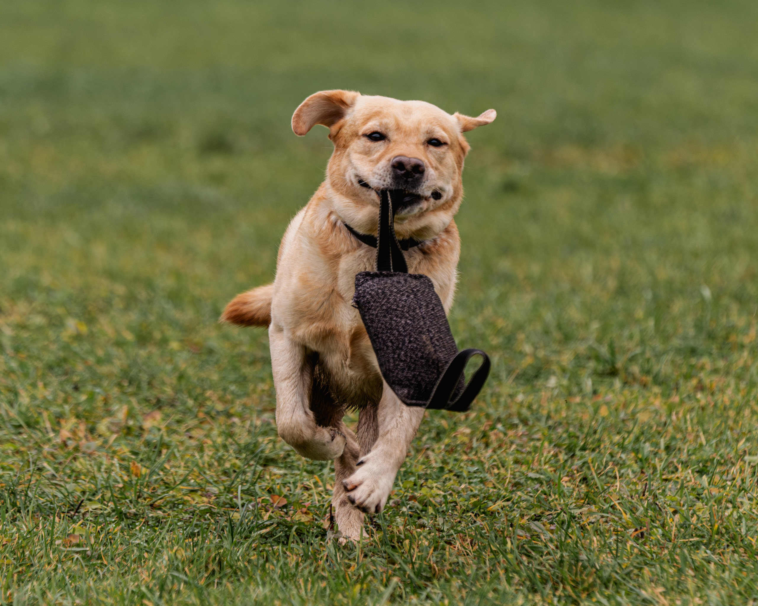 МЫ — КОМАНДА (соревнования) OKD, BH, IBGH, IGP. Фотограф-анималист, семейный фотограф в Москве и Подмосковье. Фотосъёмка кинологических дисциплин