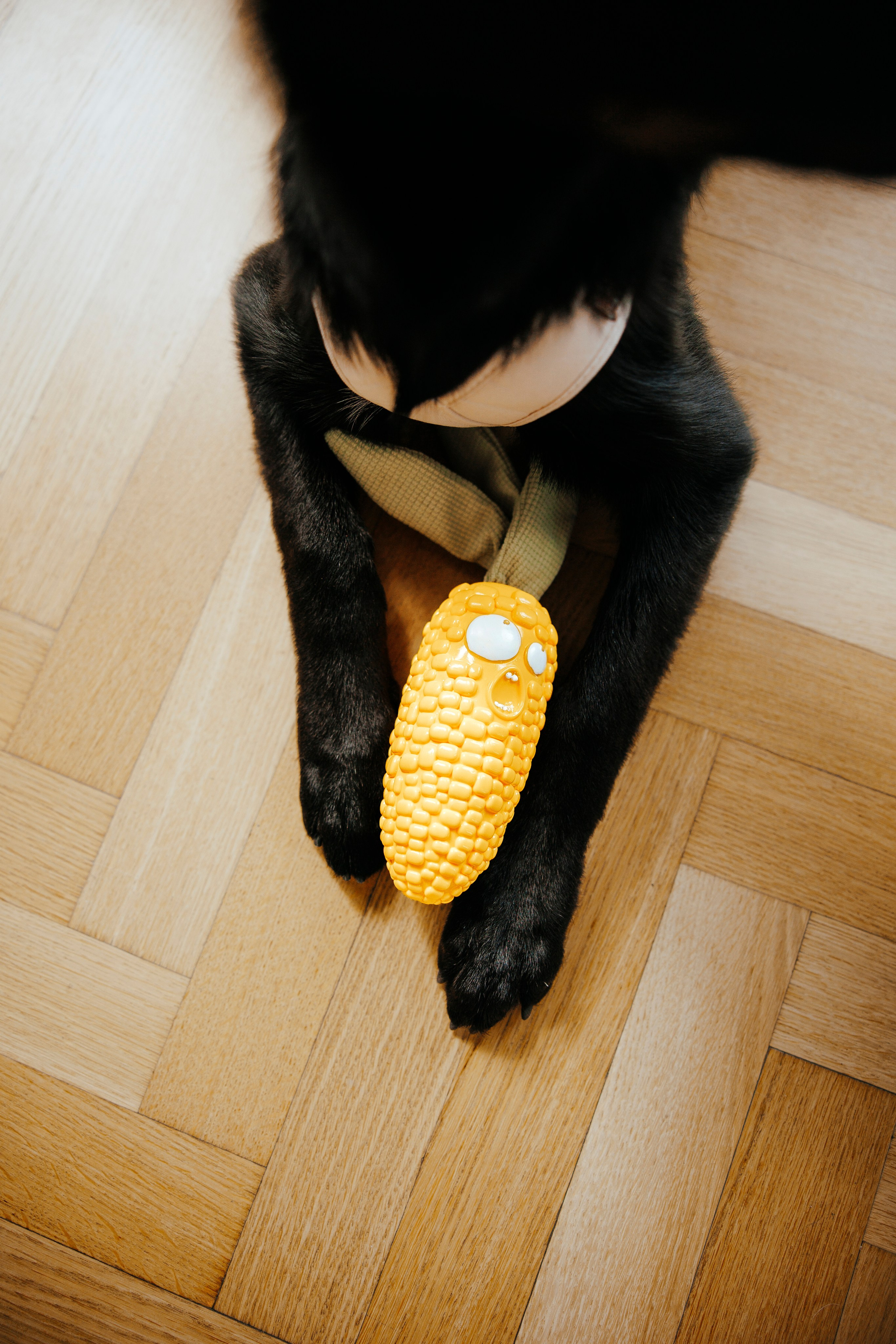 Pawsitive игрушки. Анастасия Белаш