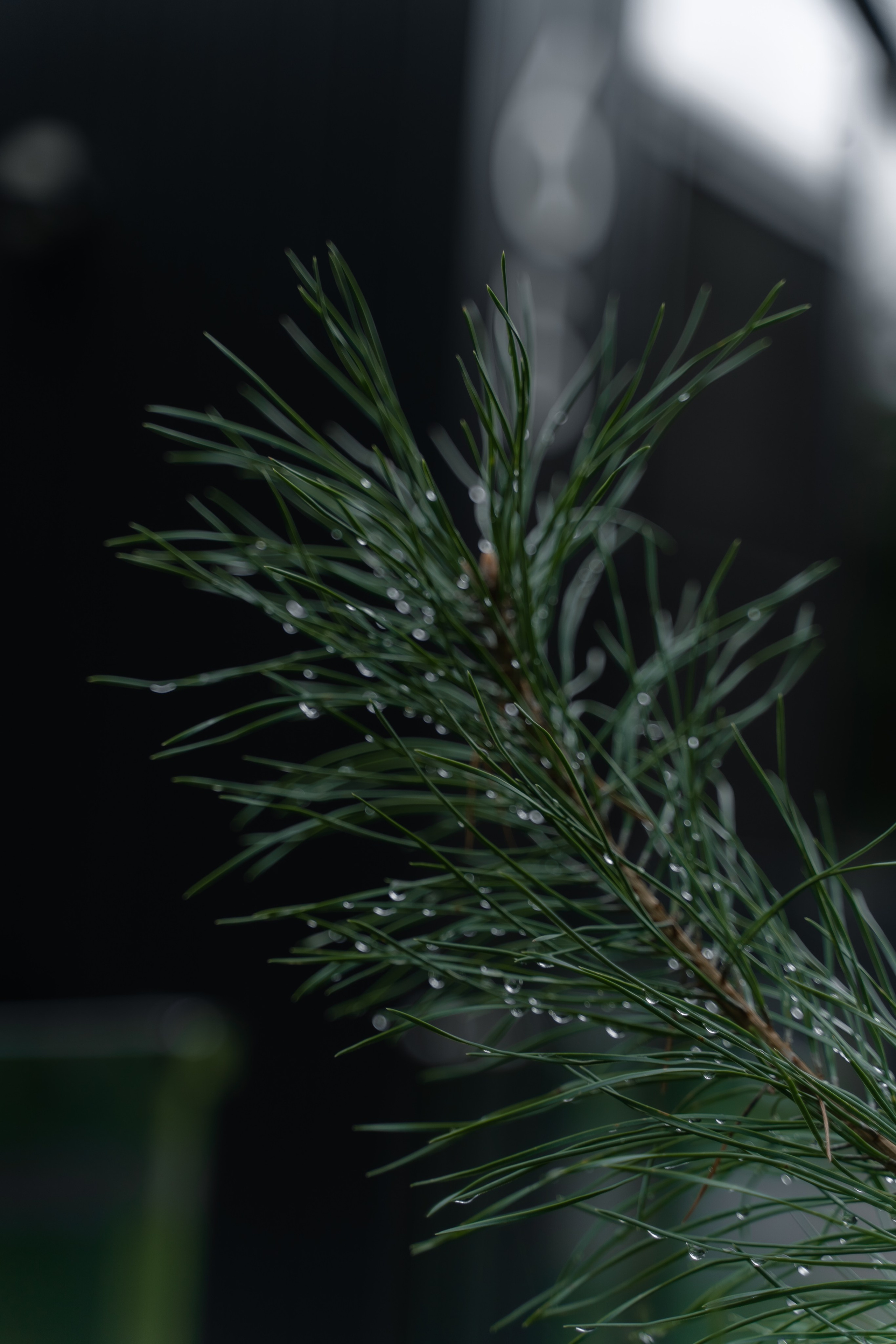 Рустам и Настя. Свадебный и семейный фотограф в Новосибирске Наталья Зорина