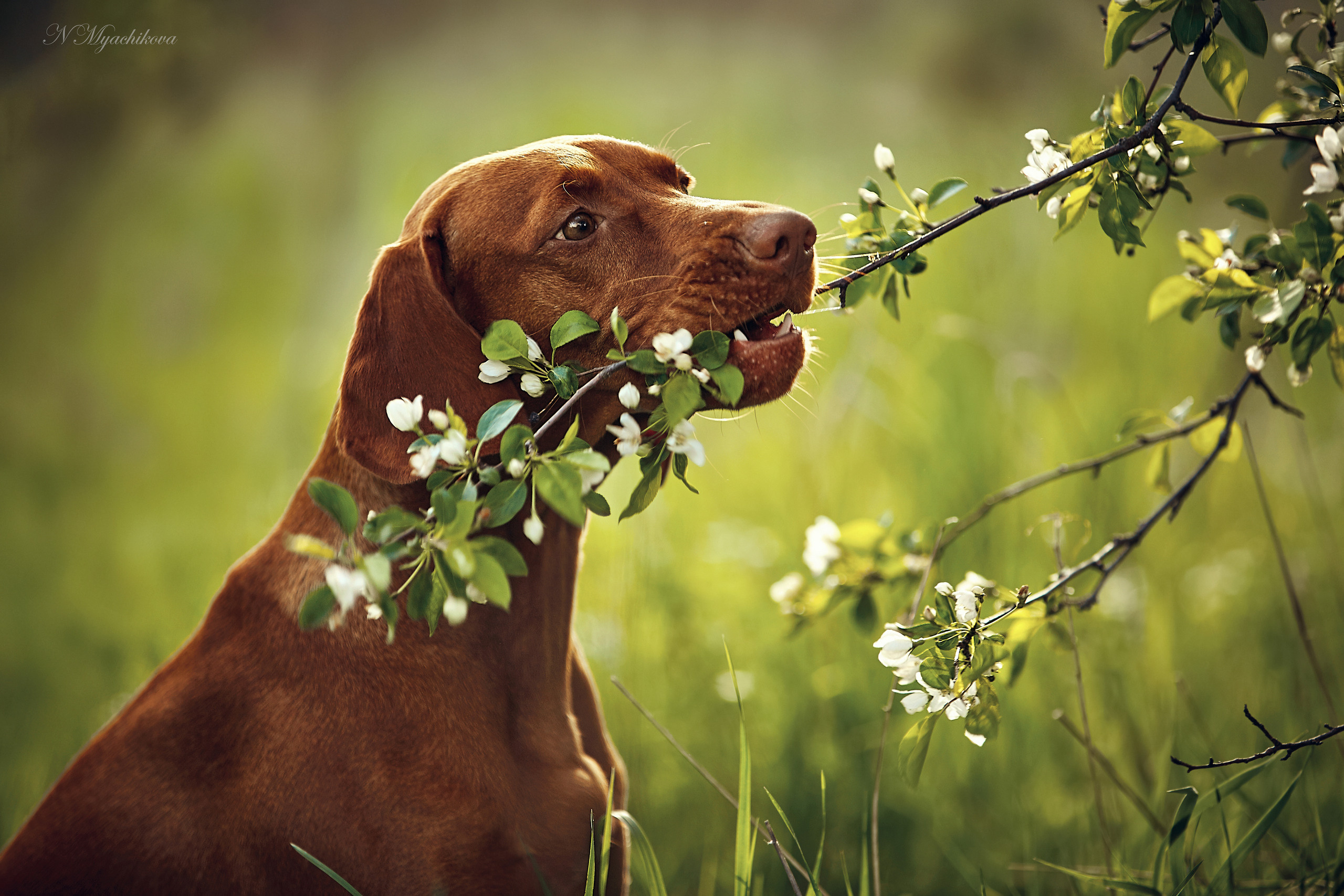 Съемка ребенка на Щелковском хуторе в Нижнем Новгороде. Детский и семейный фотограф в Нижнем Новгороде Мячикова Наталья