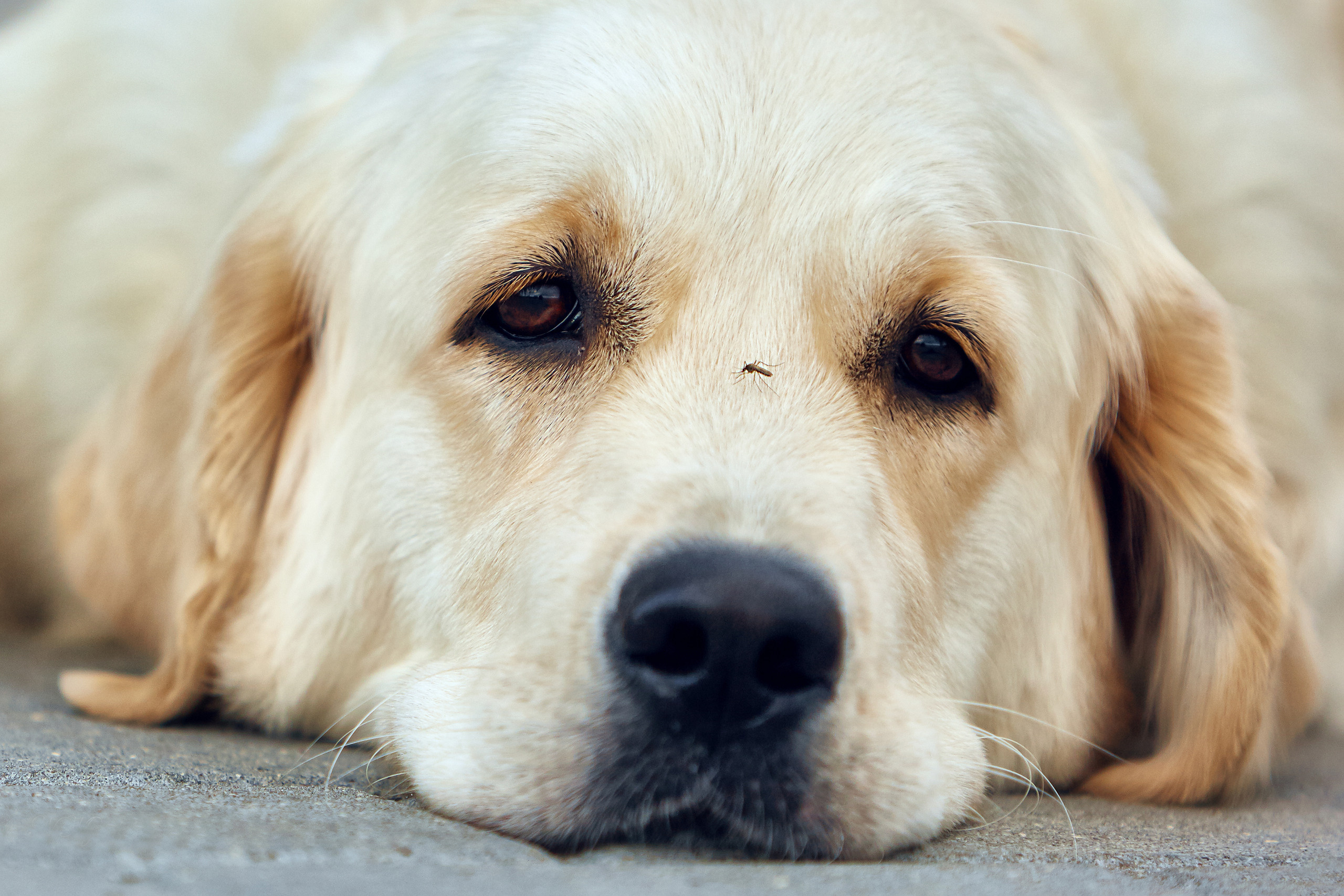 Съемка ребенка на Щелковском хуторе в Нижнем Новгороде. Детский и семейный фотограф в Нижнем Новгороде Мячикова Наталья