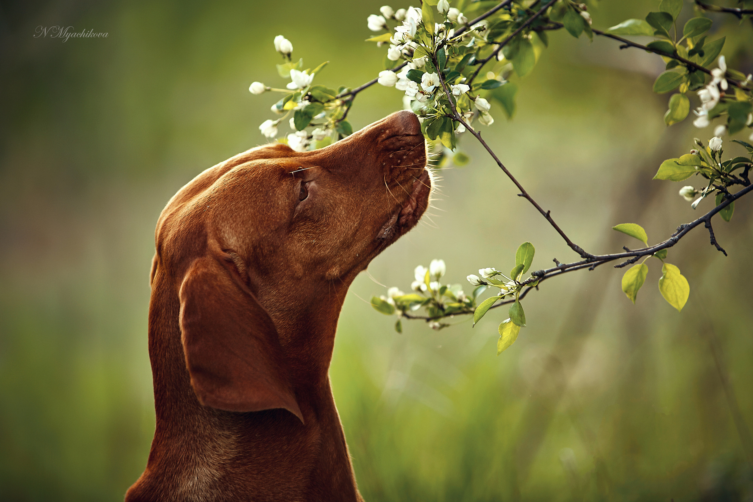Детский и семейный фотограф в Нижнем Новгороде Мячикова Наталья