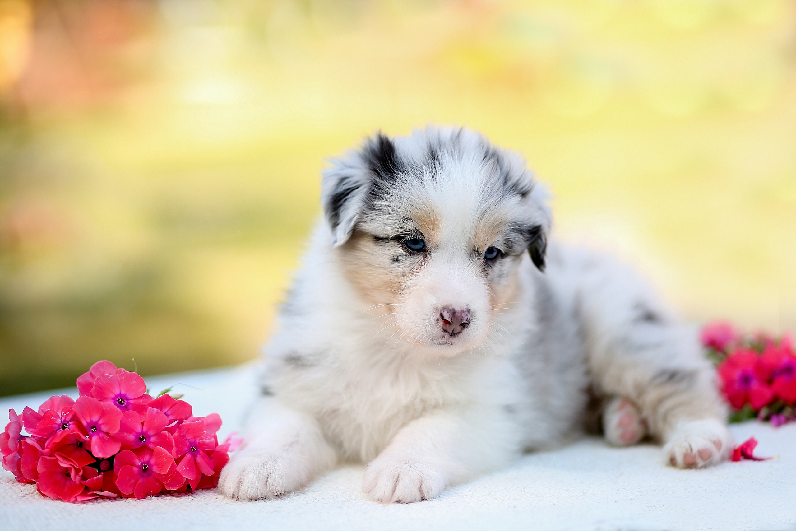 Фотосессия щенков для продажи. Детский и семейный фотограф в Нижнем Новгороде Мячикова Наталья
