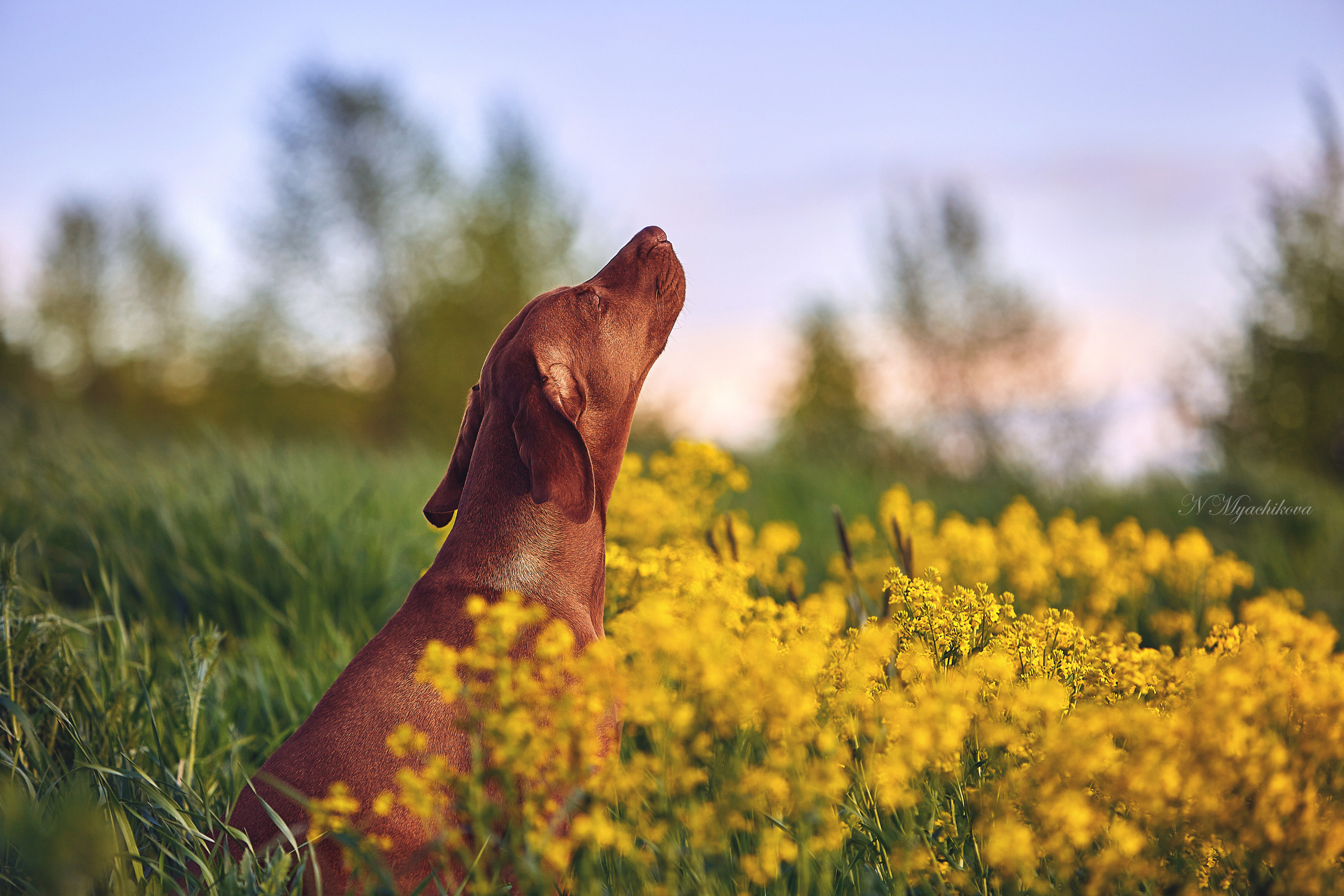 Съемка ребенка на Щелковском хуторе в Нижнем Новгороде. Детский и семейный фотограф в Нижнем Новгороде Мячикова Наталья