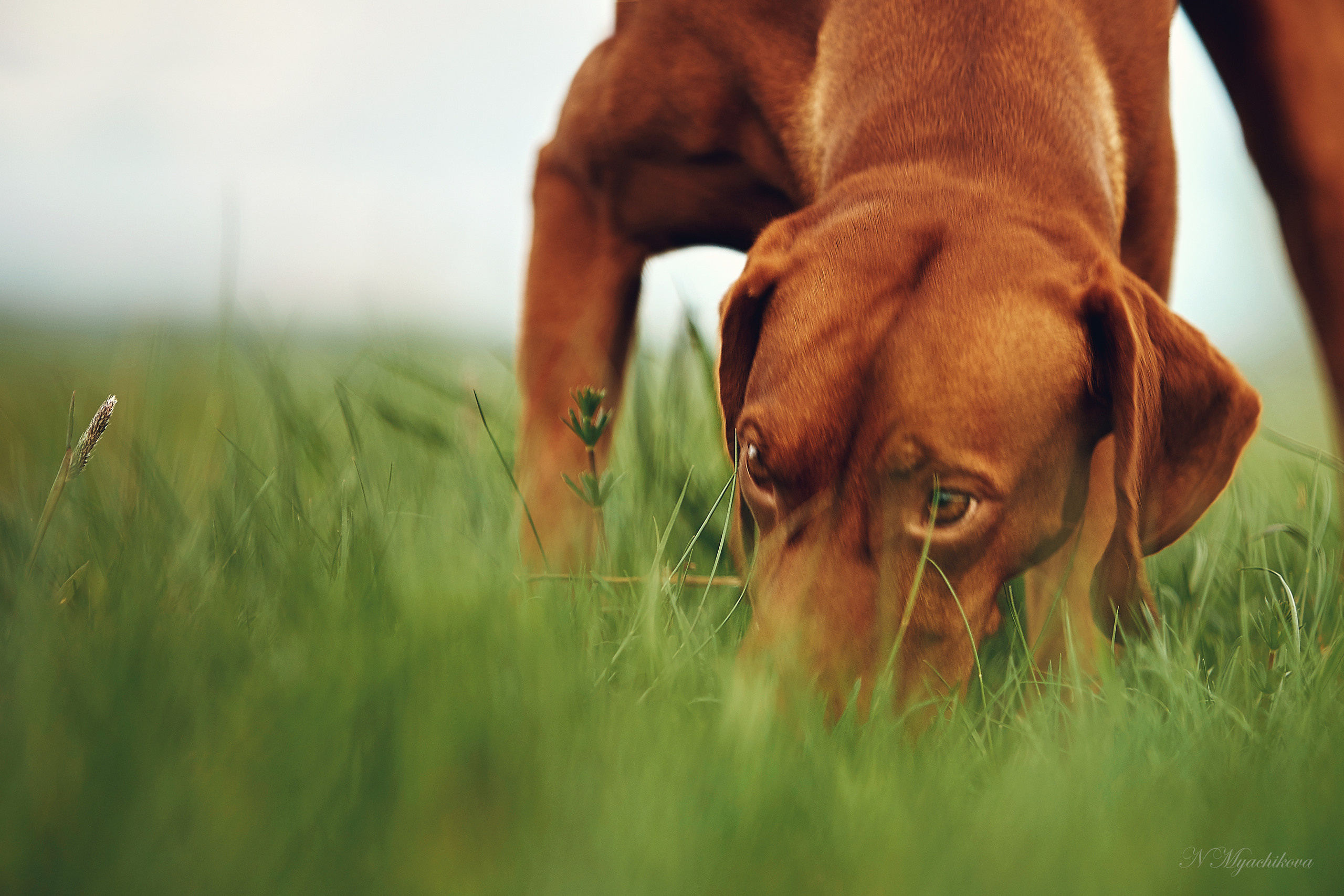 Съемка ребенка на Щелковском хуторе в Нижнем Новгороде. Детский и семейный фотограф в Нижнем Новгороде Мячикова Наталья