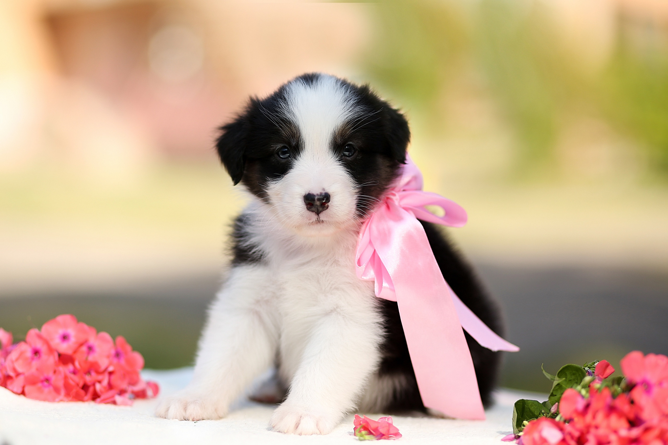 Фотосессия щенков для продажи. Детский и семейный фотограф в Нижнем Новгороде Мячикова Наталья