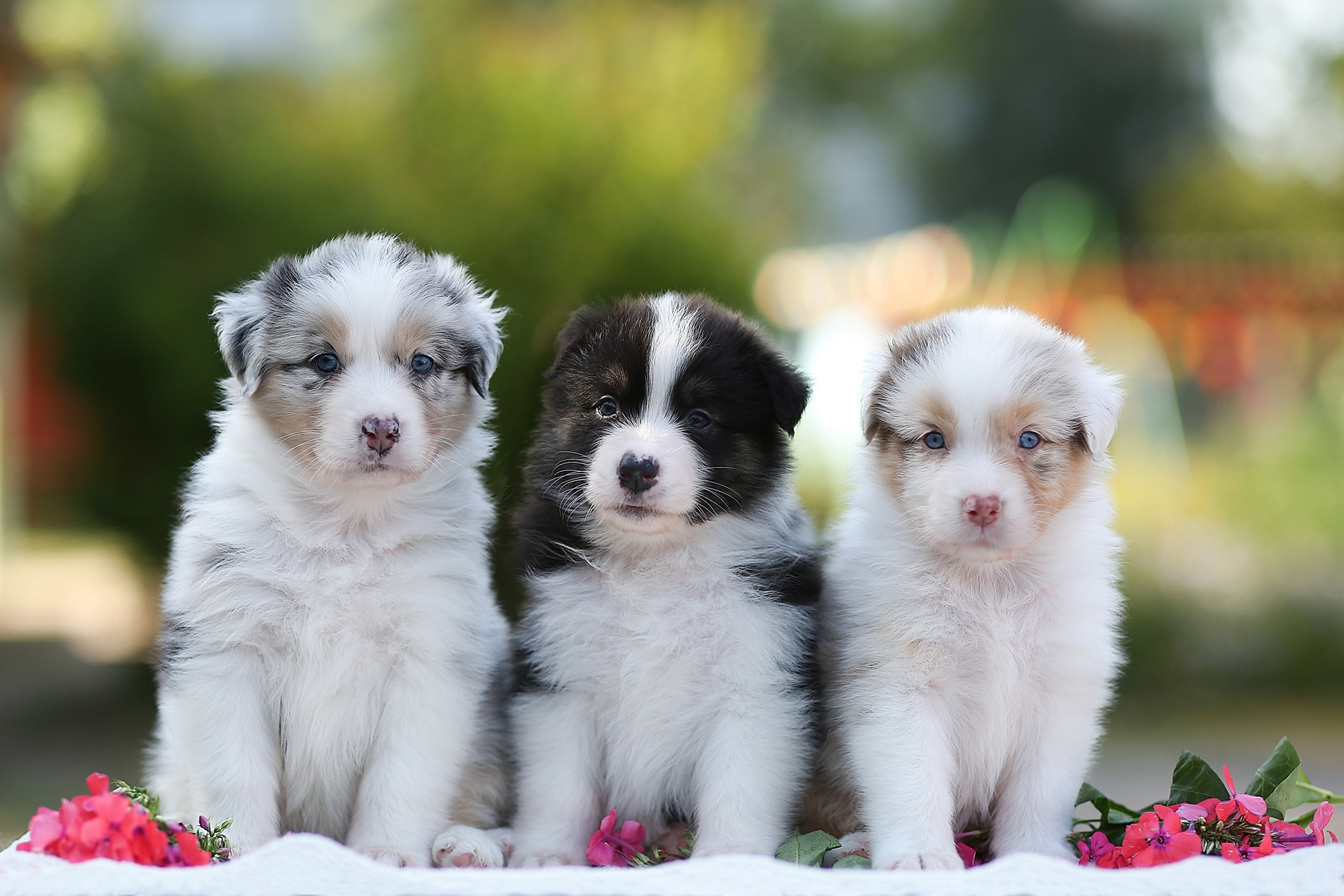 Фотосессия щенков для продажи. Детский и семейный фотограф в Нижнем Новгороде Мячикова Наталья