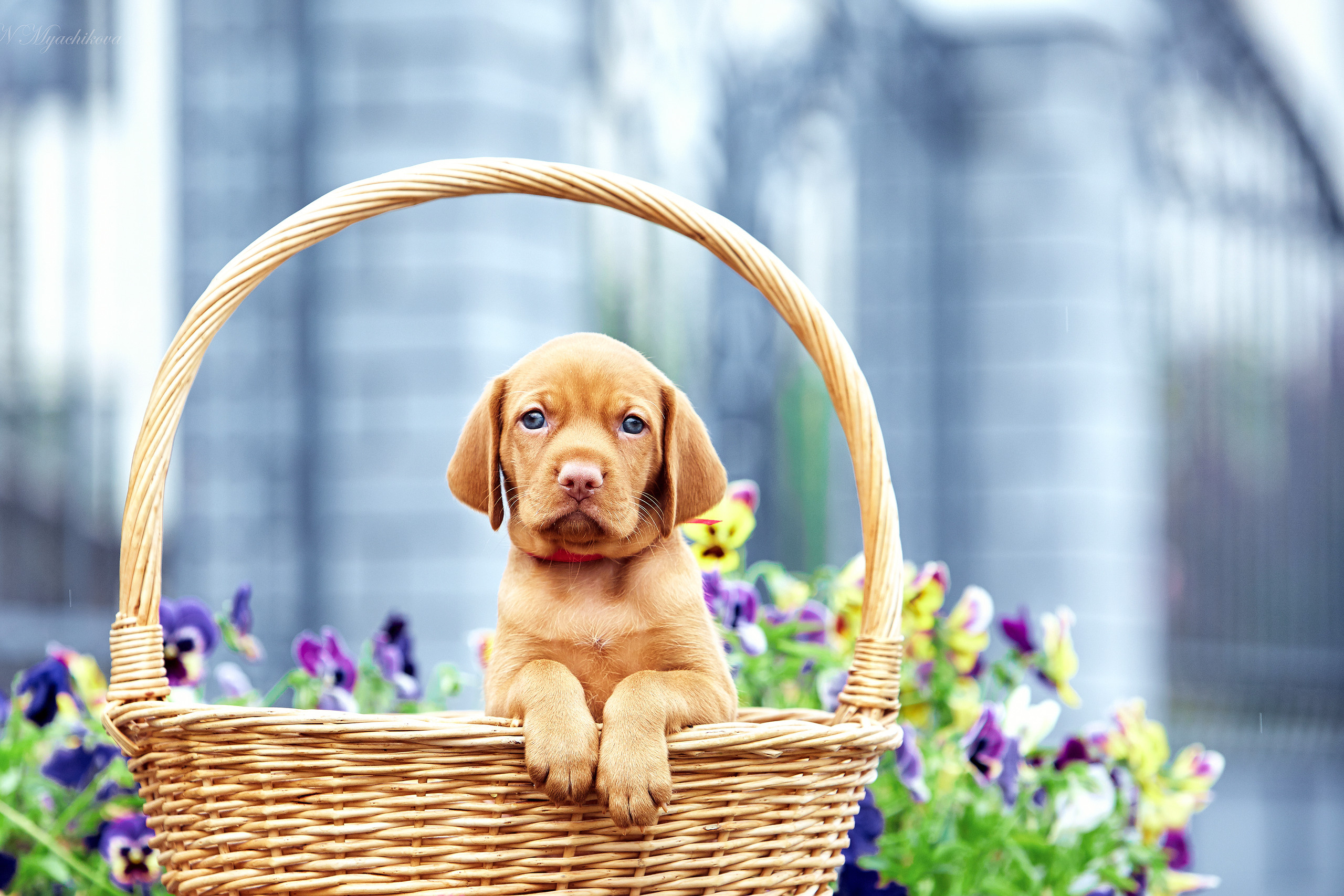 Фотосессия щенков для продажи. Детский и семейный фотограф в Нижнем Новгороде Мячикова Наталья