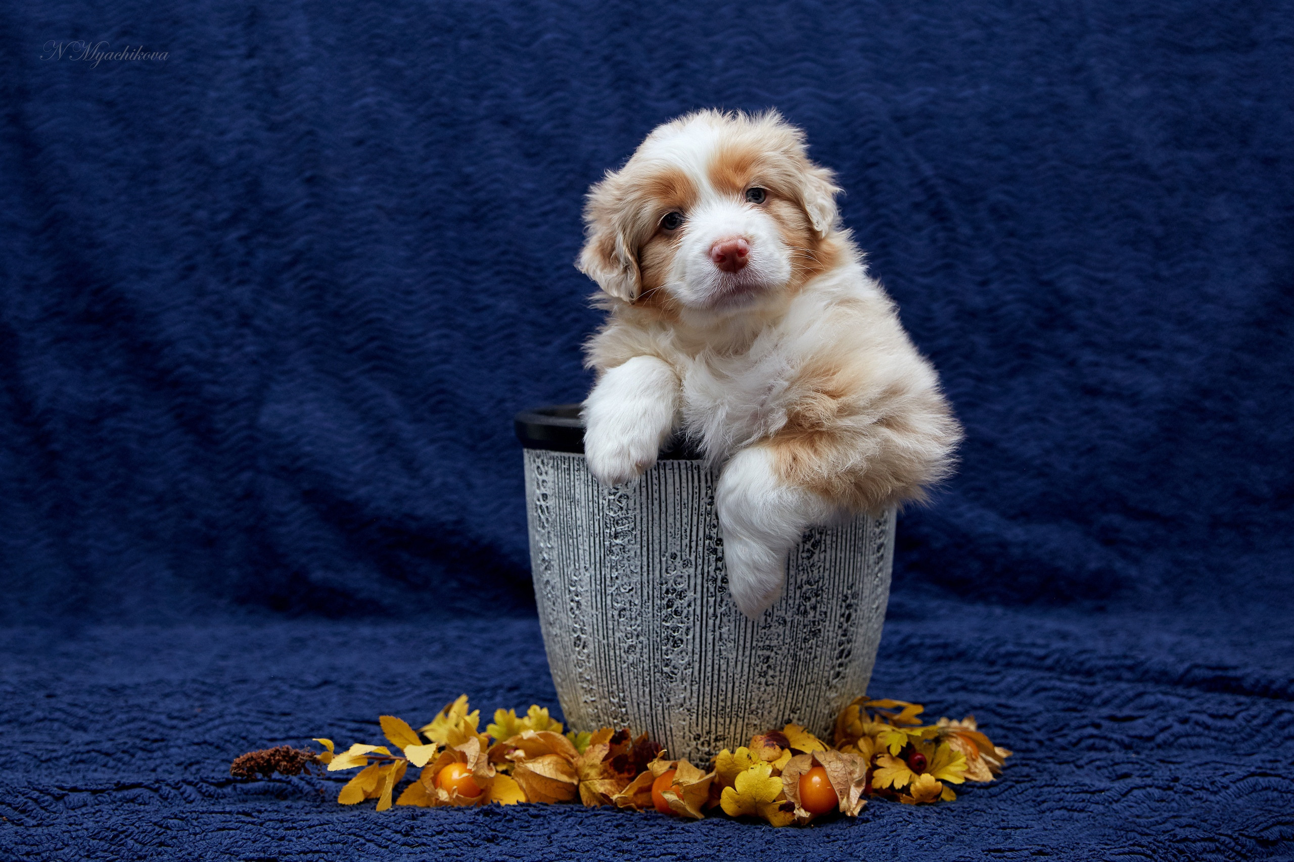 Фотосессия щенков для продажи. Детский и семейный фотограф в Нижнем Новгороде Мячикова Наталья